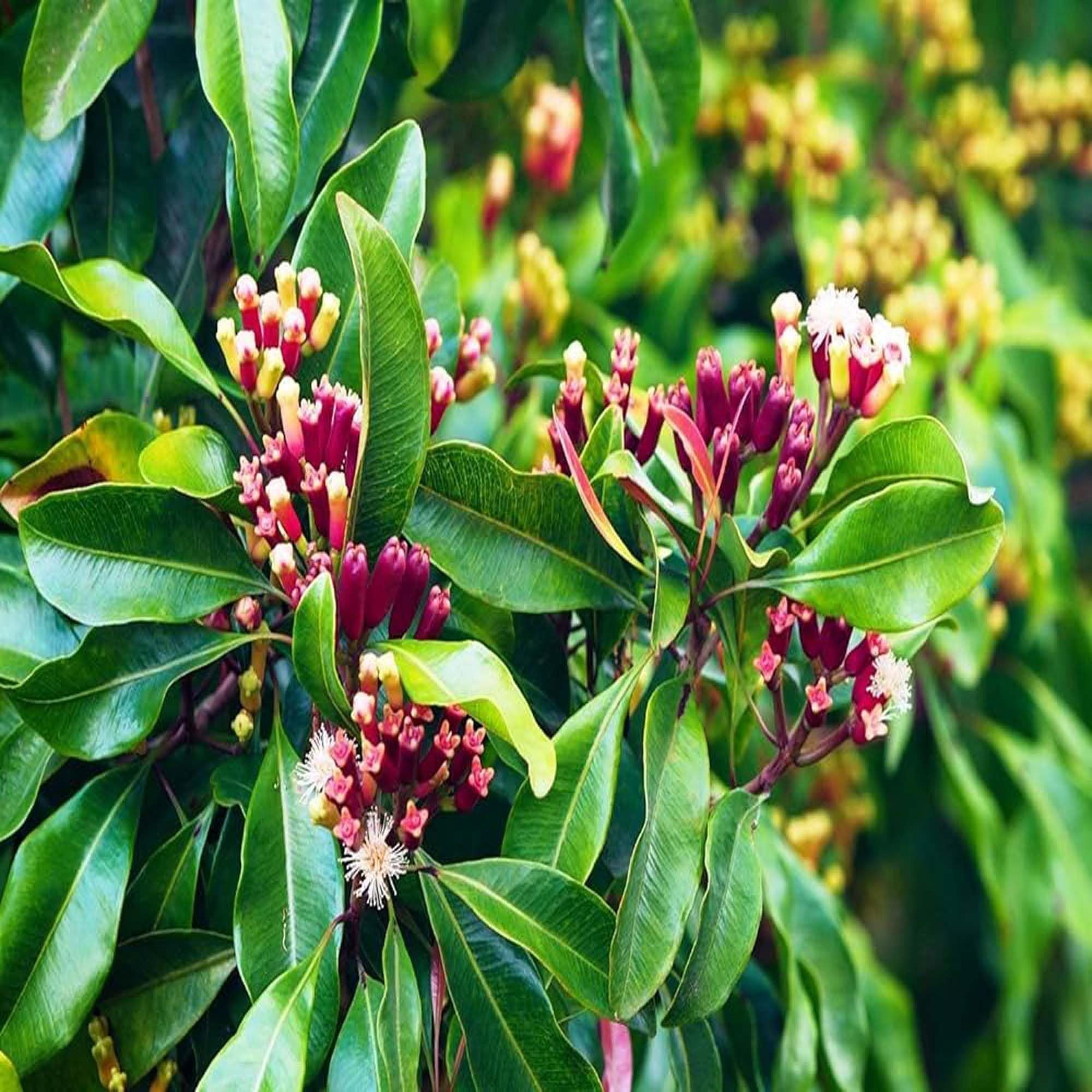 Lavanga Clove Spice Plant (1.5-3 Feet Height)