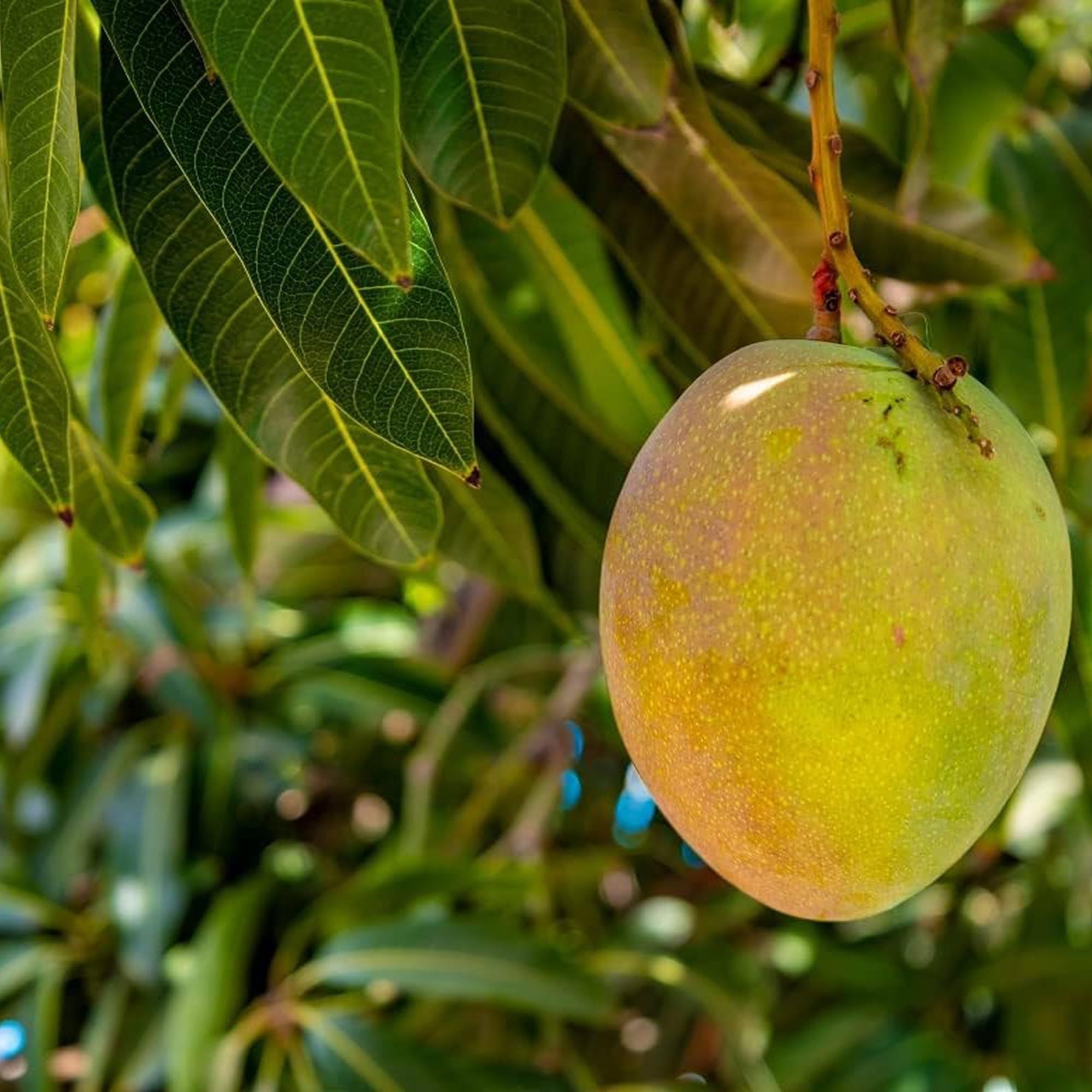 Kothapalli kobbari Mango Aam Grafted Fruit Plant (1.5-3 Feet Height)