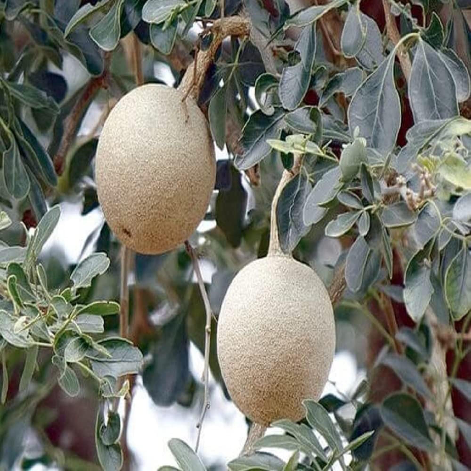 Thai Wood Apple Kot Bel Grafted Fruit Plant (1.5-2 Feet Height)