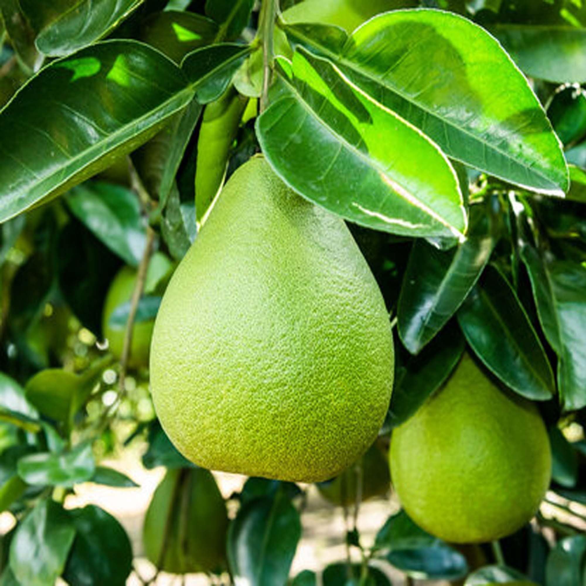 Seedless Pomelo Grapefruit Jambura Gaint Chakotra Batabi Lebu kambili Naranga Layering/Grafted Fruit Plant (1.5-3 Feet Height)