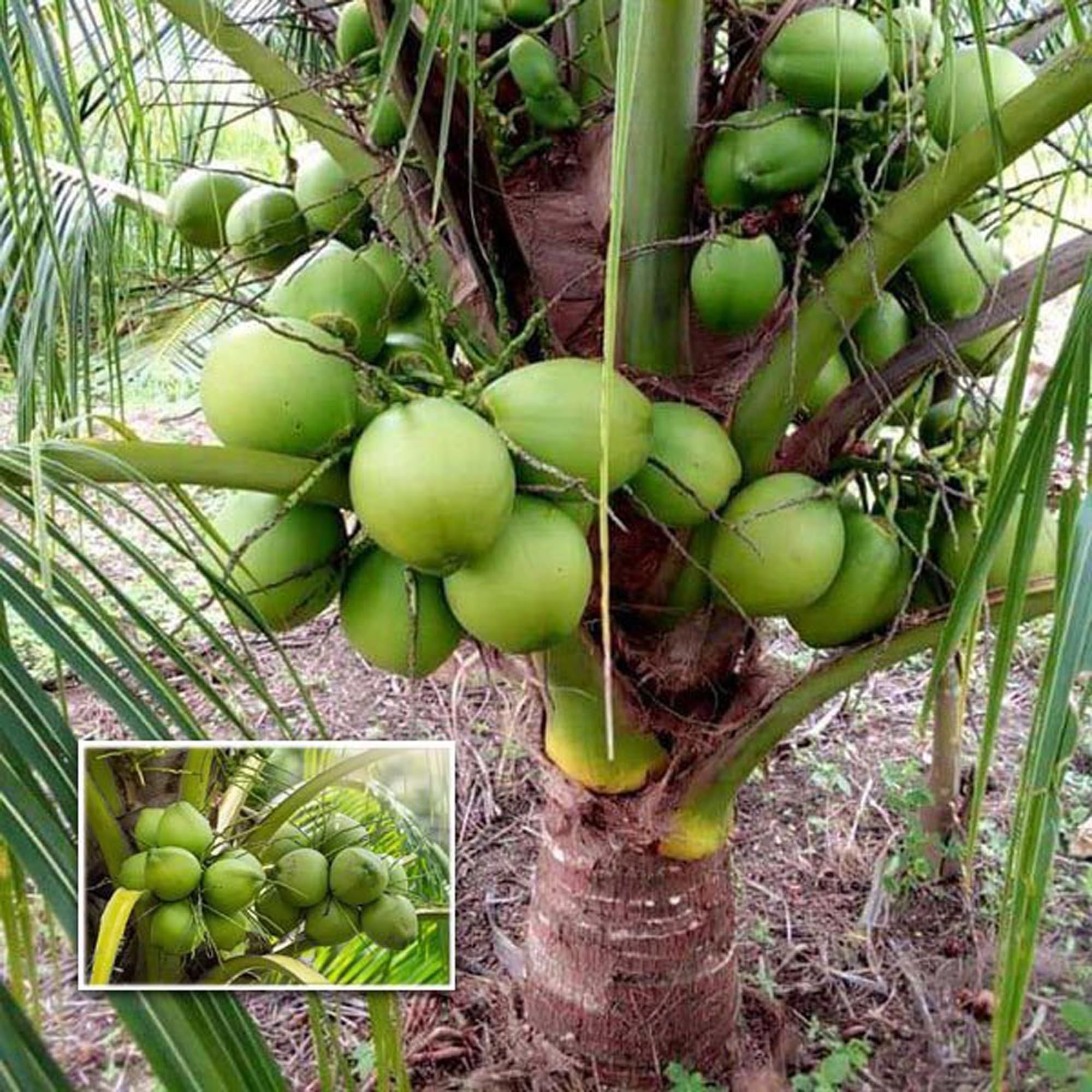 D X T Green Coconut Nariyal Hybrid Dwarf Fruit Plant (2-4 Feet Height)