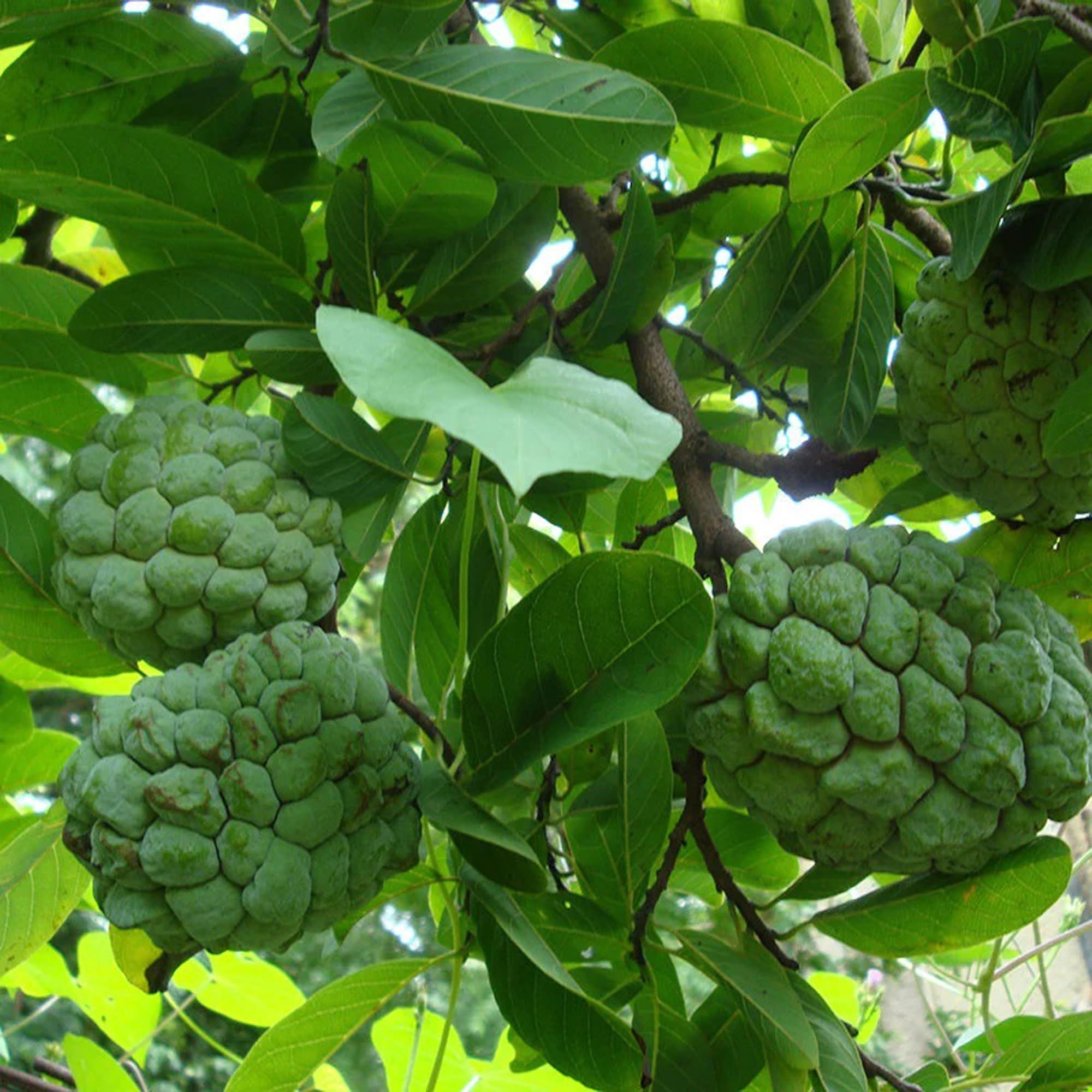 Balanagar Custard Apple Sugar Apple Sitafal Ata Grafted Fruit Plant (1.5-3 Feet Height)
