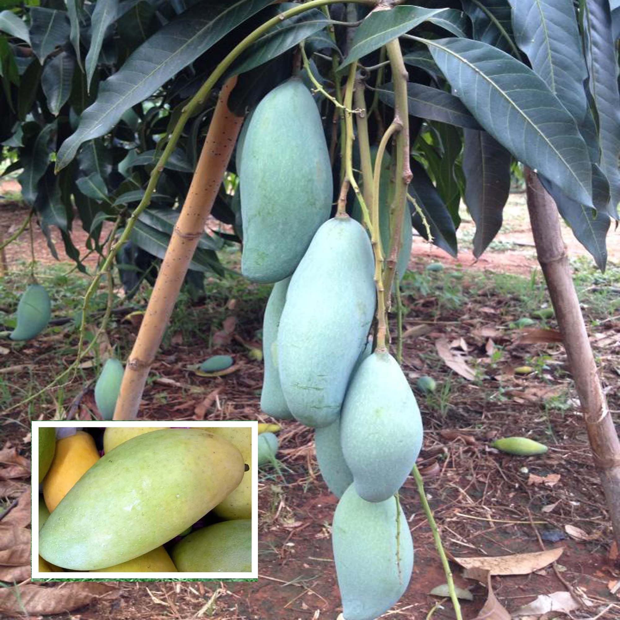 Thai Kujai Qjai Mango Aam Grafted Fruit Plant (1.5-3 Feet Height)