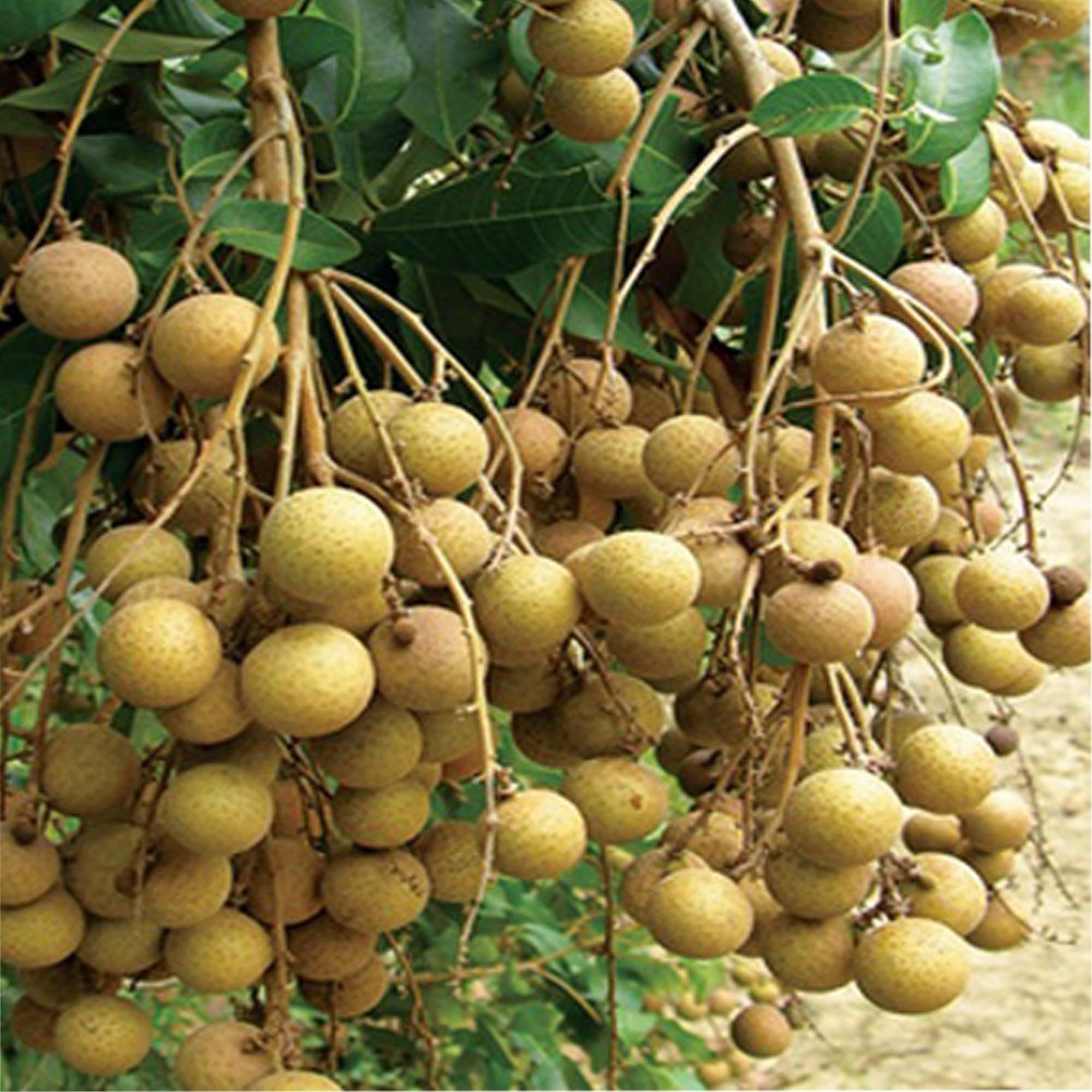 Diamond River Dragon Eye Longan Grafted Fruit Plant (1-2 Feet Height)