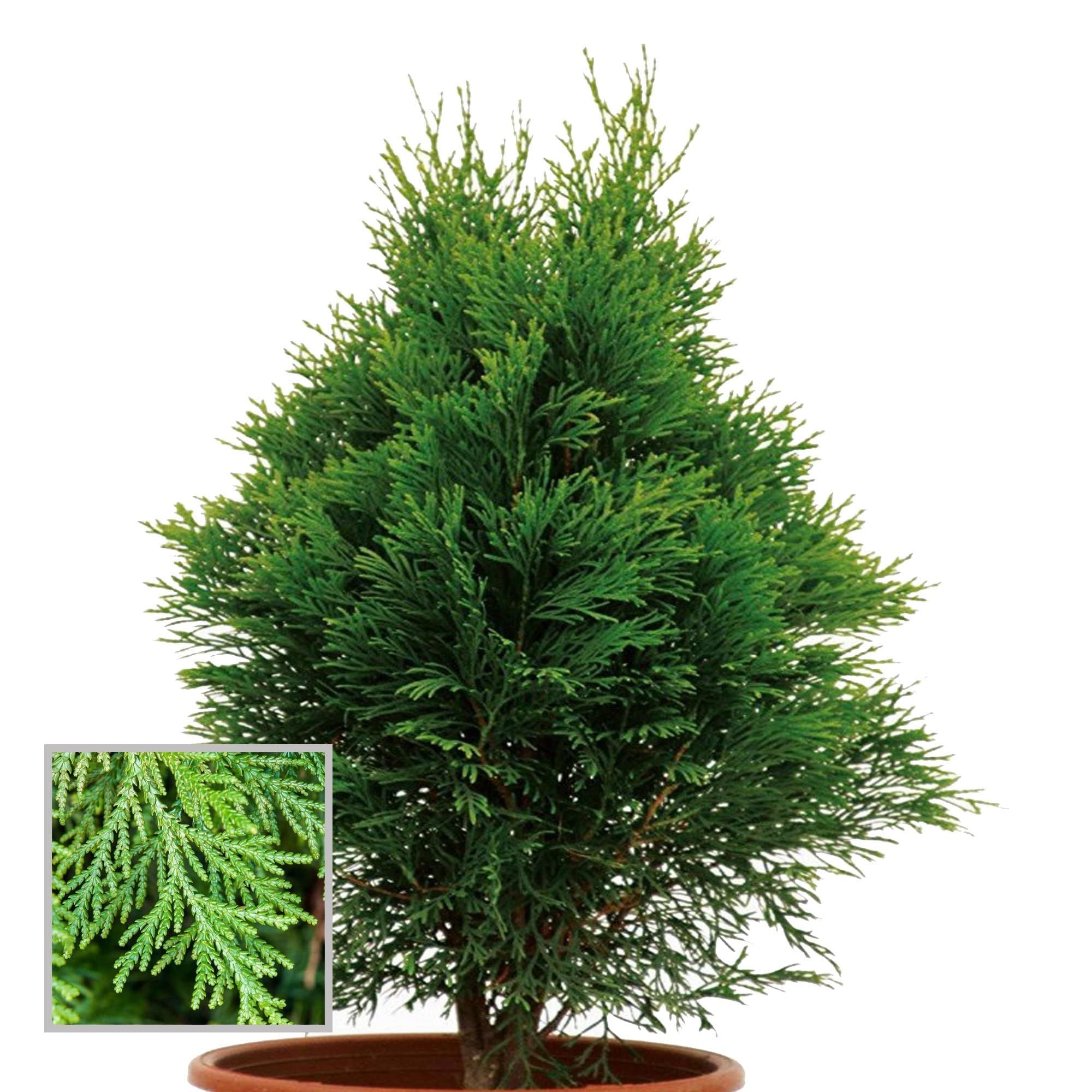 Thuja Orientalis Morpankhi Jhau Ornamental Plant (1.5-3 Feet Height)