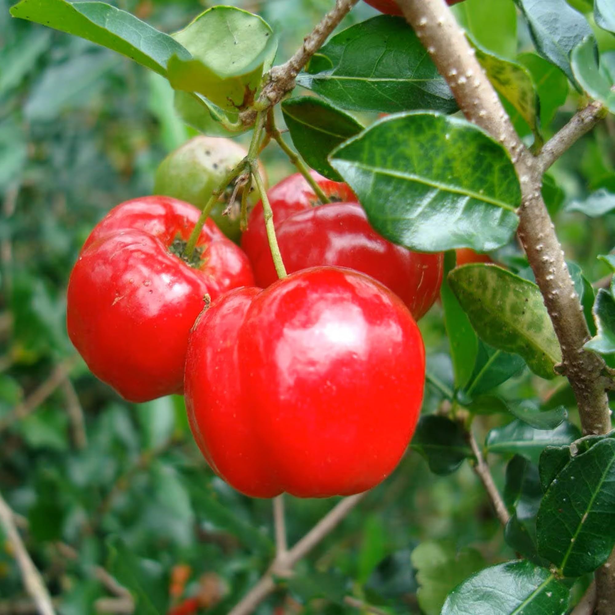 Barbados Apple Cherry Cherries Layering/Grafted Fruit Plant (1-2 Feet Height)