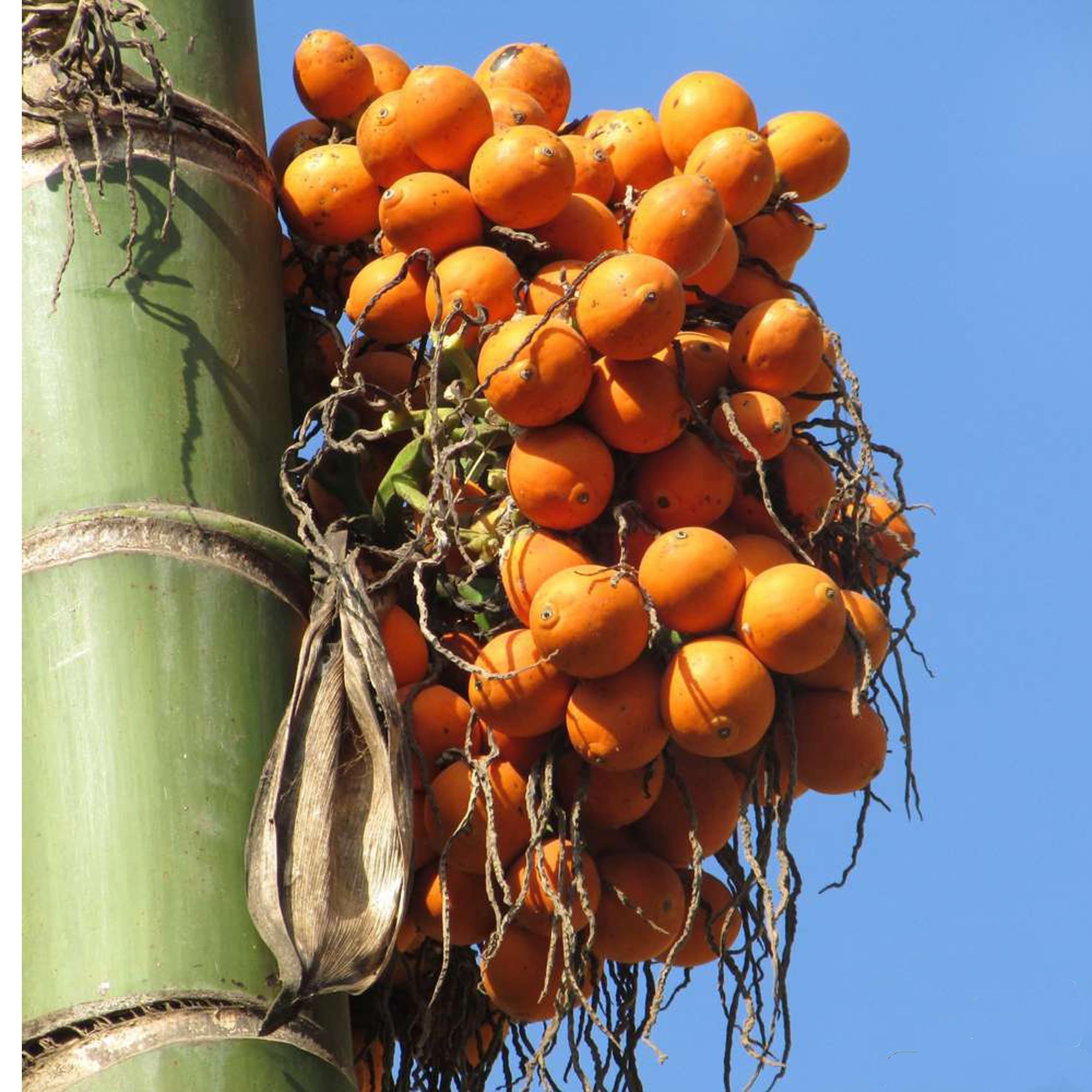 Assam Pati Arecanut Betel Nut Supari Hybrid Dwarf Fruit Plant (1.5-3 Feet Height)