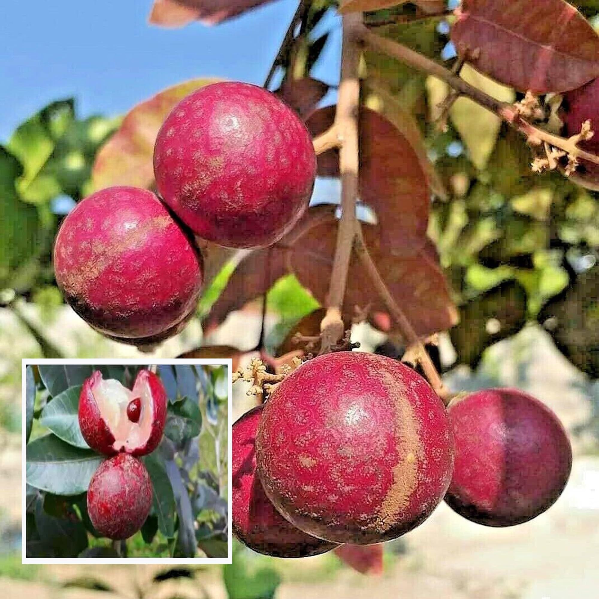 Ruby Red Plus Dragon Eye Longan Grafted Fruit Plant (1-2 Feet Height)