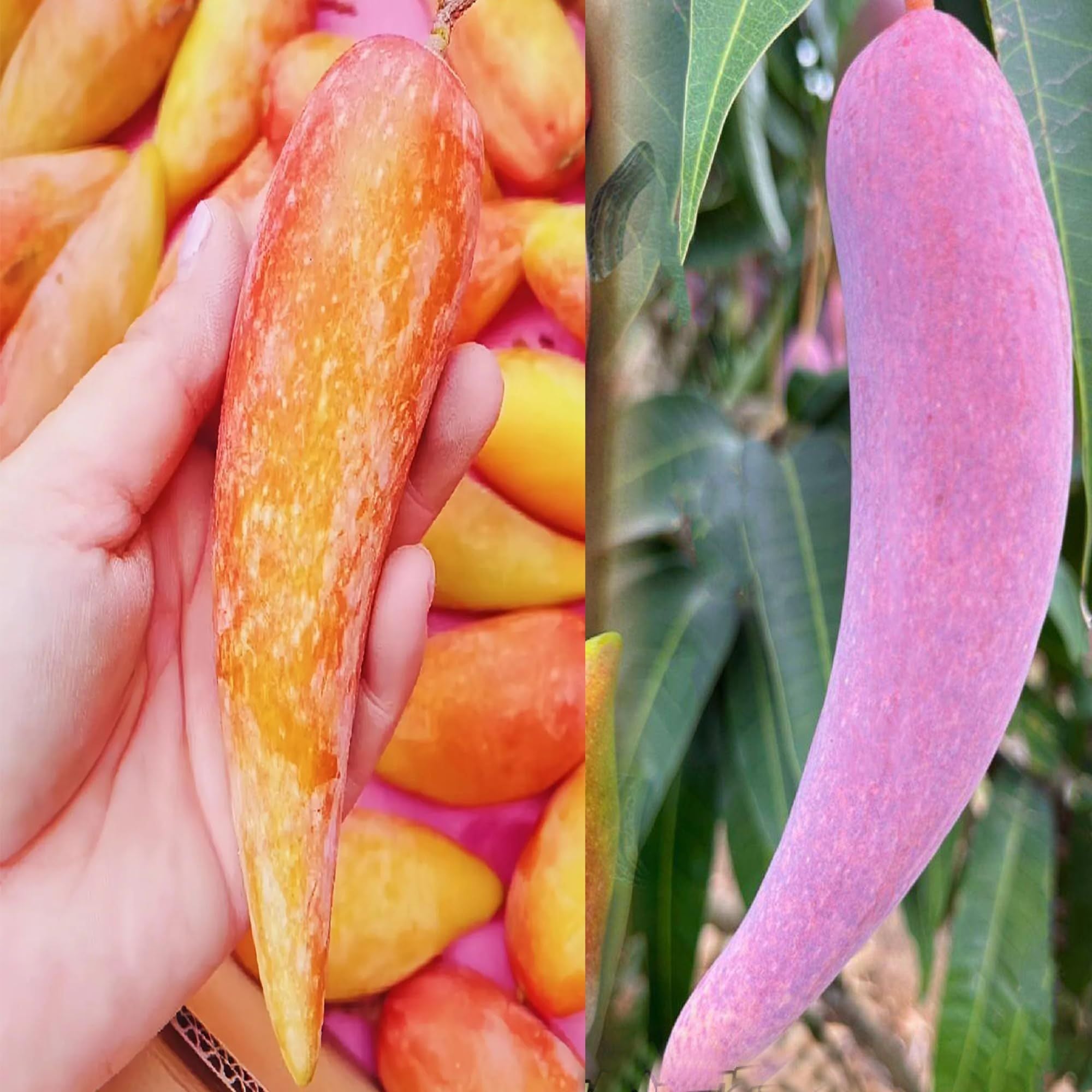 Chili Lajiao Mango Aam Grafted Fruit Plant (1.5-3 Feet Height)
