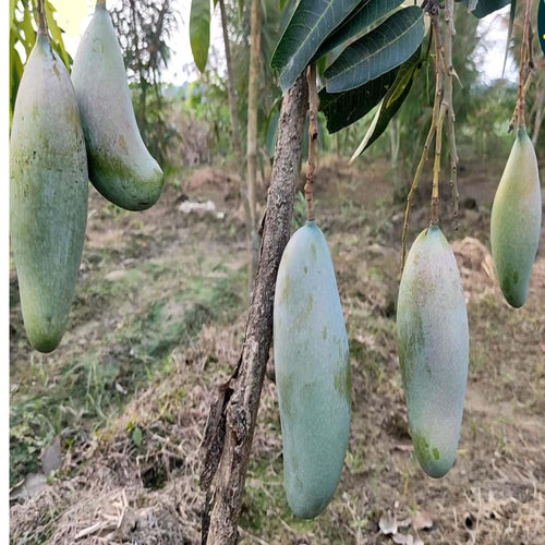3 Taste Three Taste Mango Aam Grafted Fruit Plant (1.5-3 Feet Height)