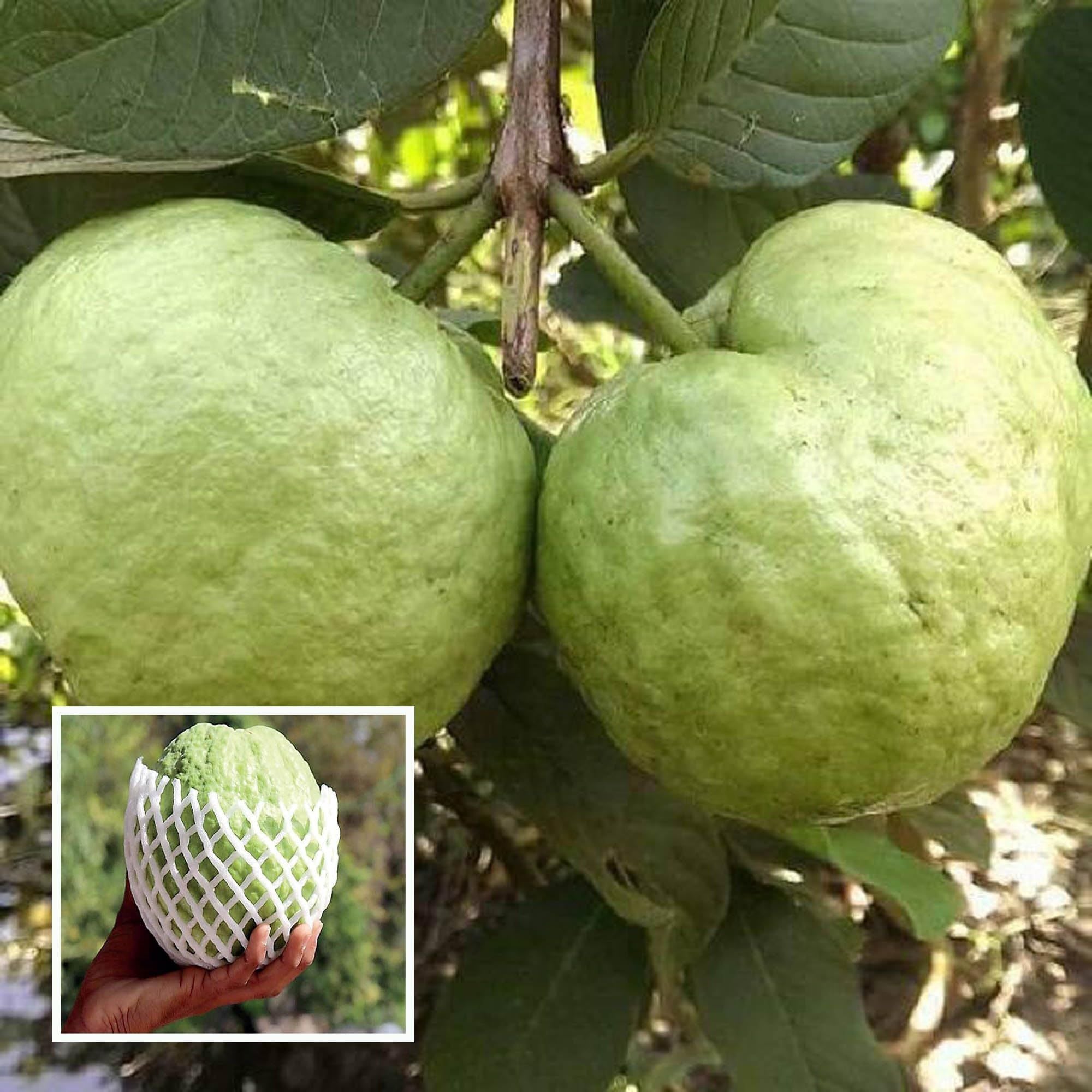 KG Big Size Guava Amrood Layering/Grafted Fruit Plant (1.5-3 Feet Height)