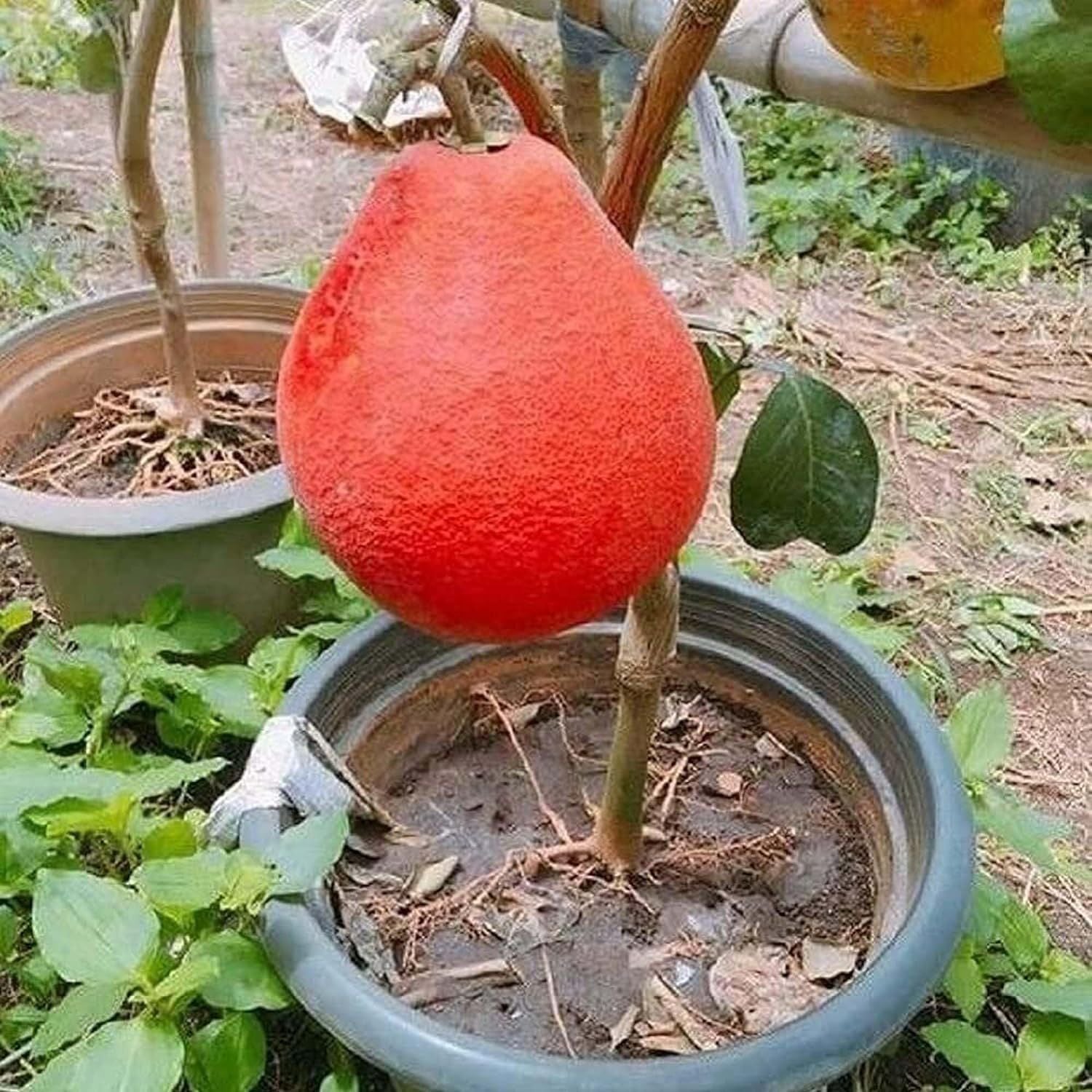 Red Pomelo Grapefruit Jambura Gaint Chakotra Batabi Lebu kambili Naranga Grafted Fruit Plant (1.5-3 Feet Height)