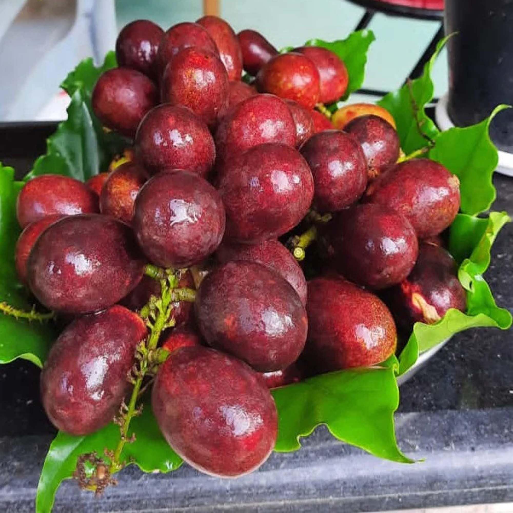 Purple Matoa Fruit Plant (1.5-3 Feet Height)