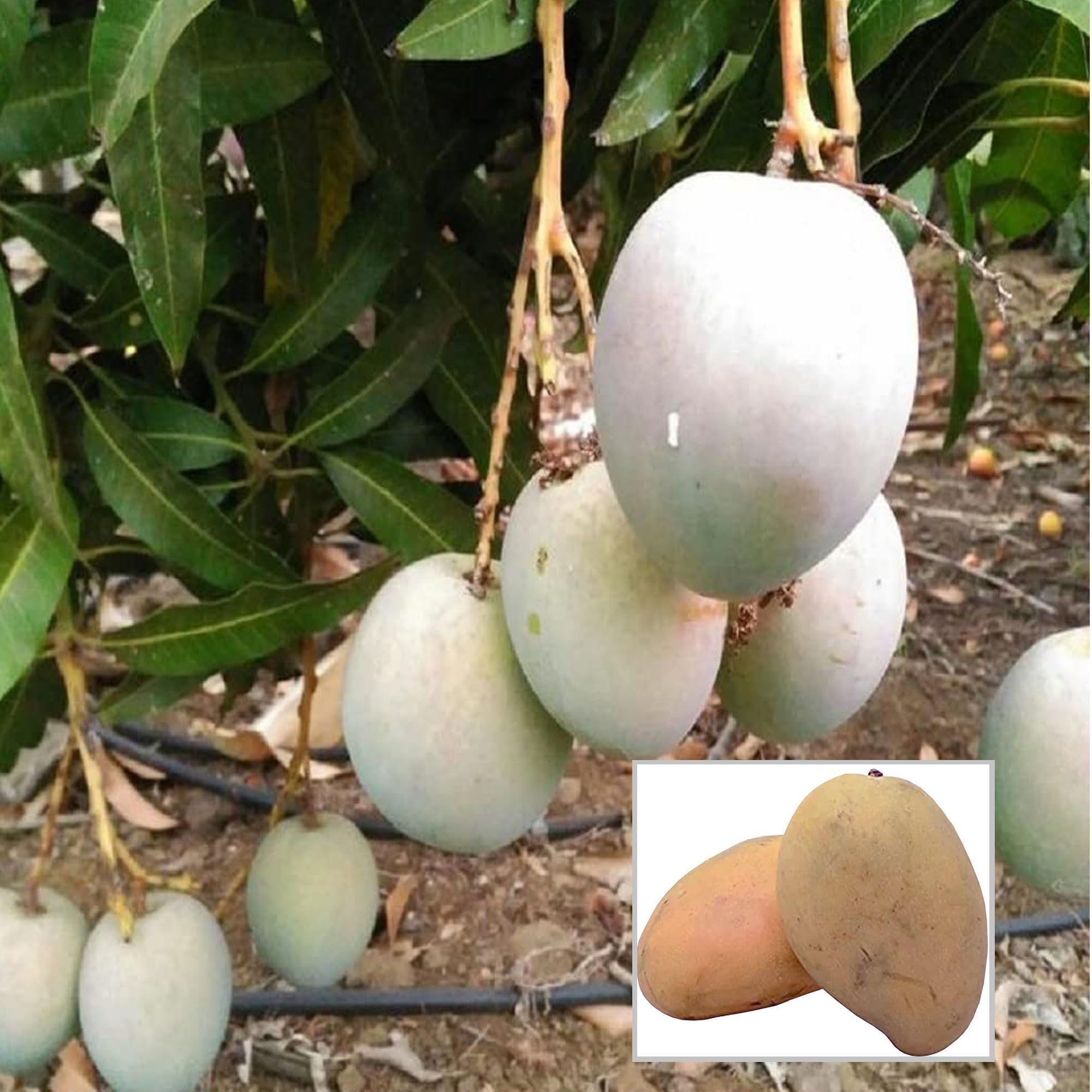 Babul Dufala White All time Mango Aam Grafted Fruit Plant (1.5-3 Feet Height)