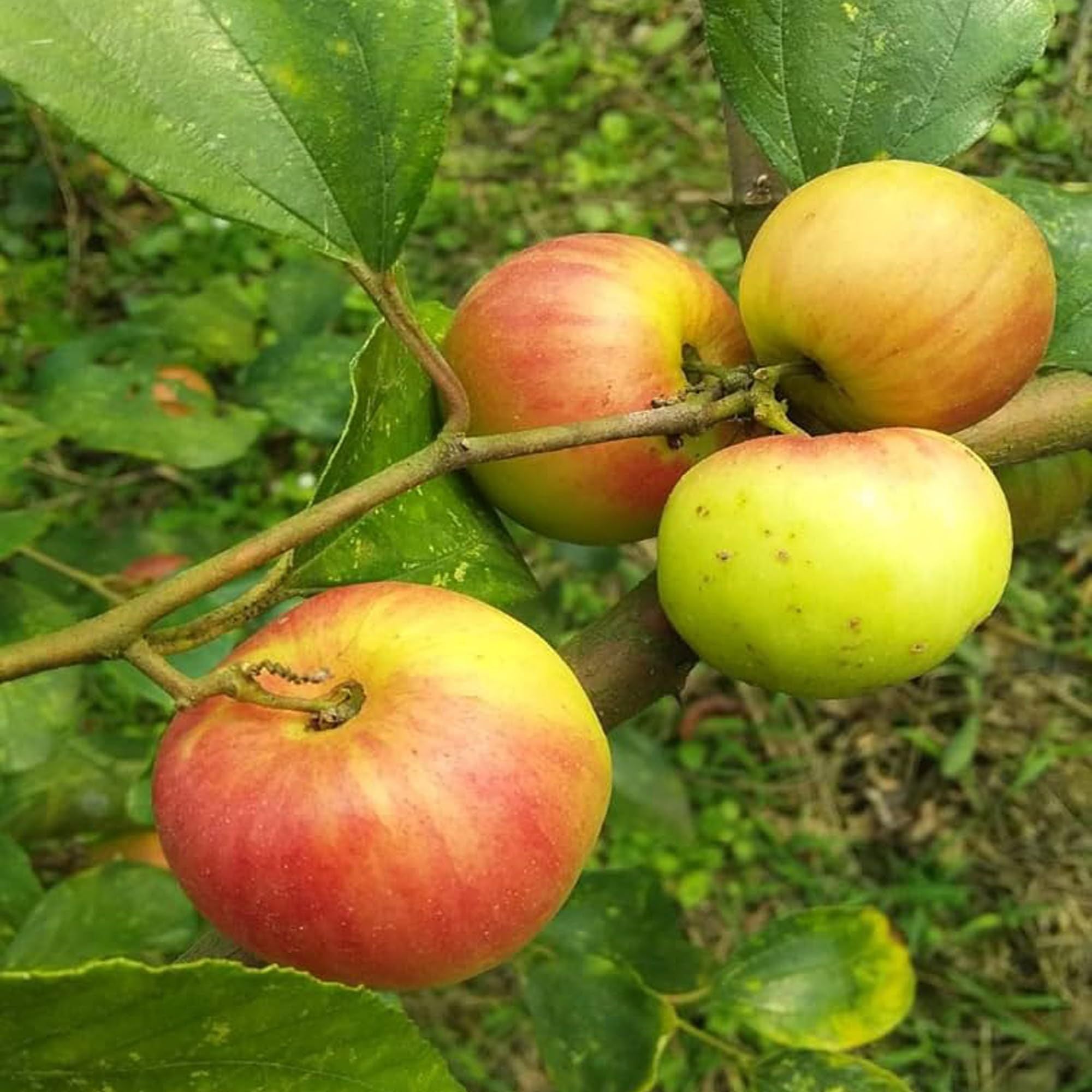 Seedless Apple Ber Jujube Kul Grafted Fruit Plant (1-2 Feet Height)