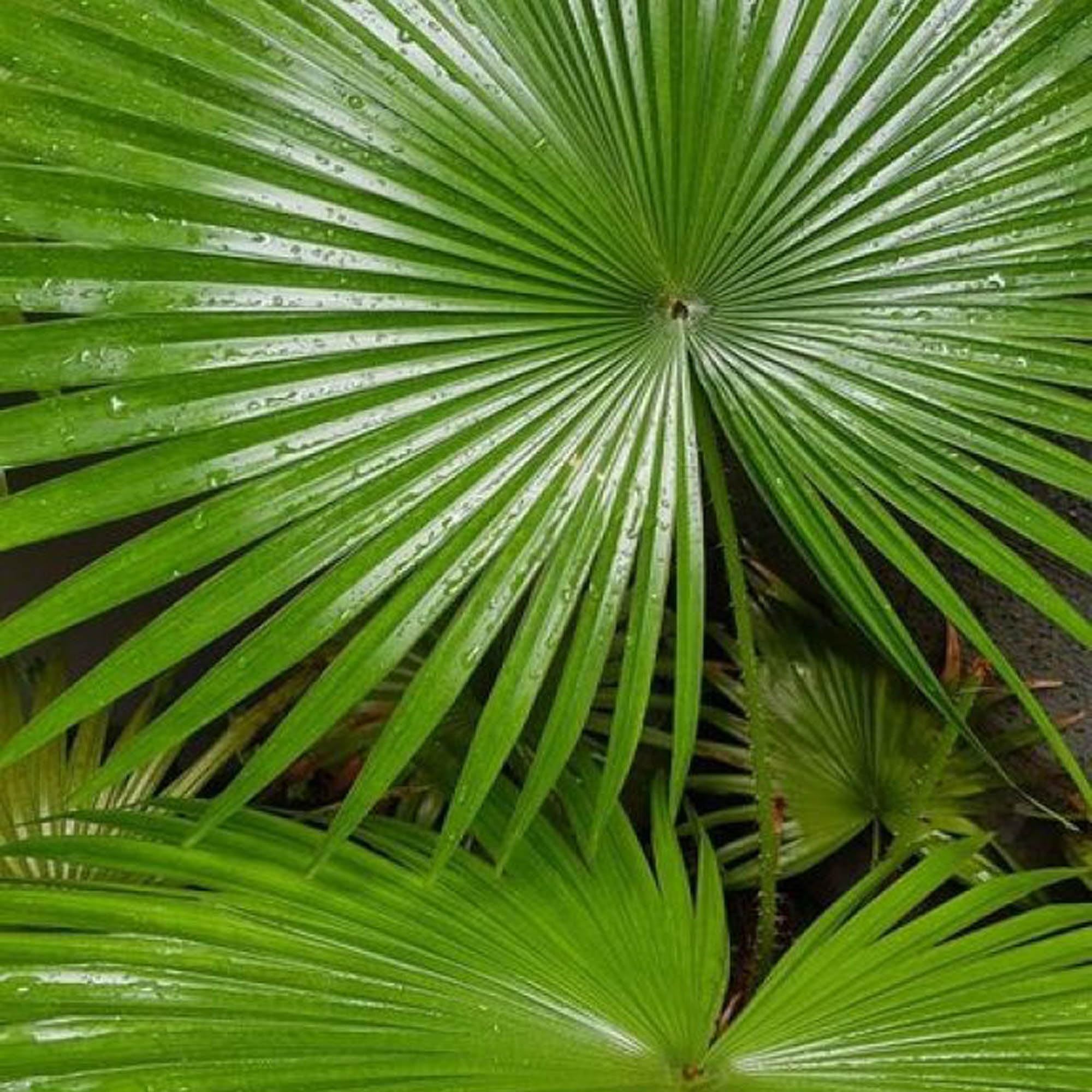 Chinese Fan Palm Ornamental Plant (1.5-3 Feet Height)