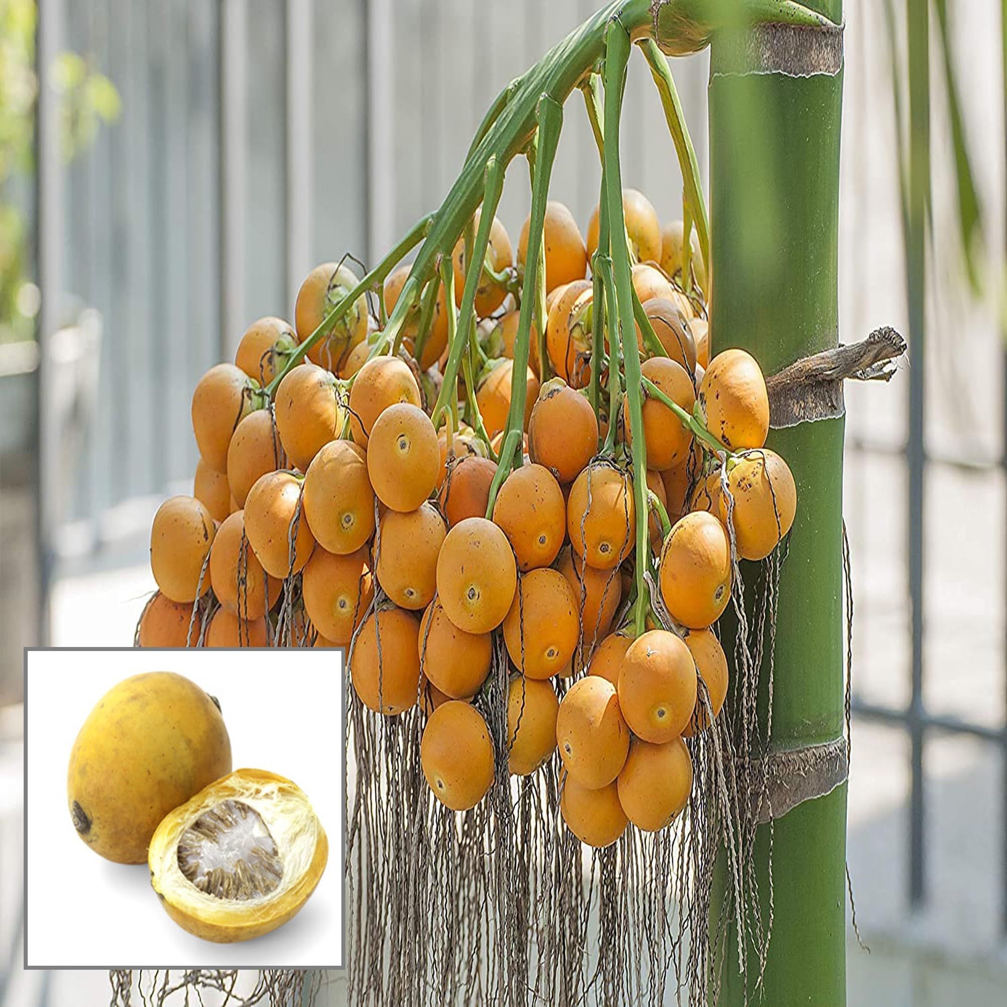 Assam Pati Arecanut Betel Nut Supari Hybrid Dwarf Fruit Plant (1.5-3 Feet Height)