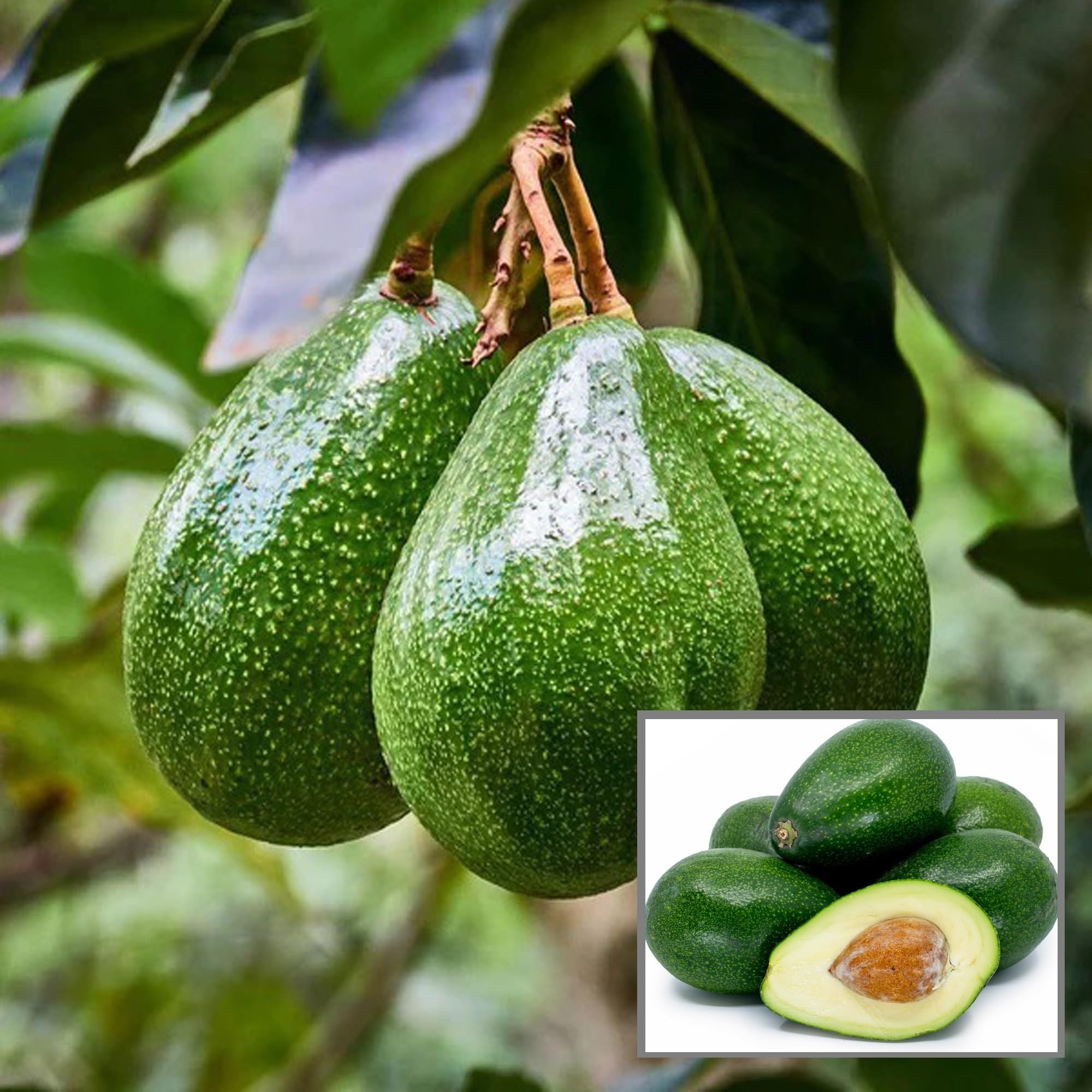 Seedling Avocado Butter Fruit Plant (1.5-2 Feet Height)