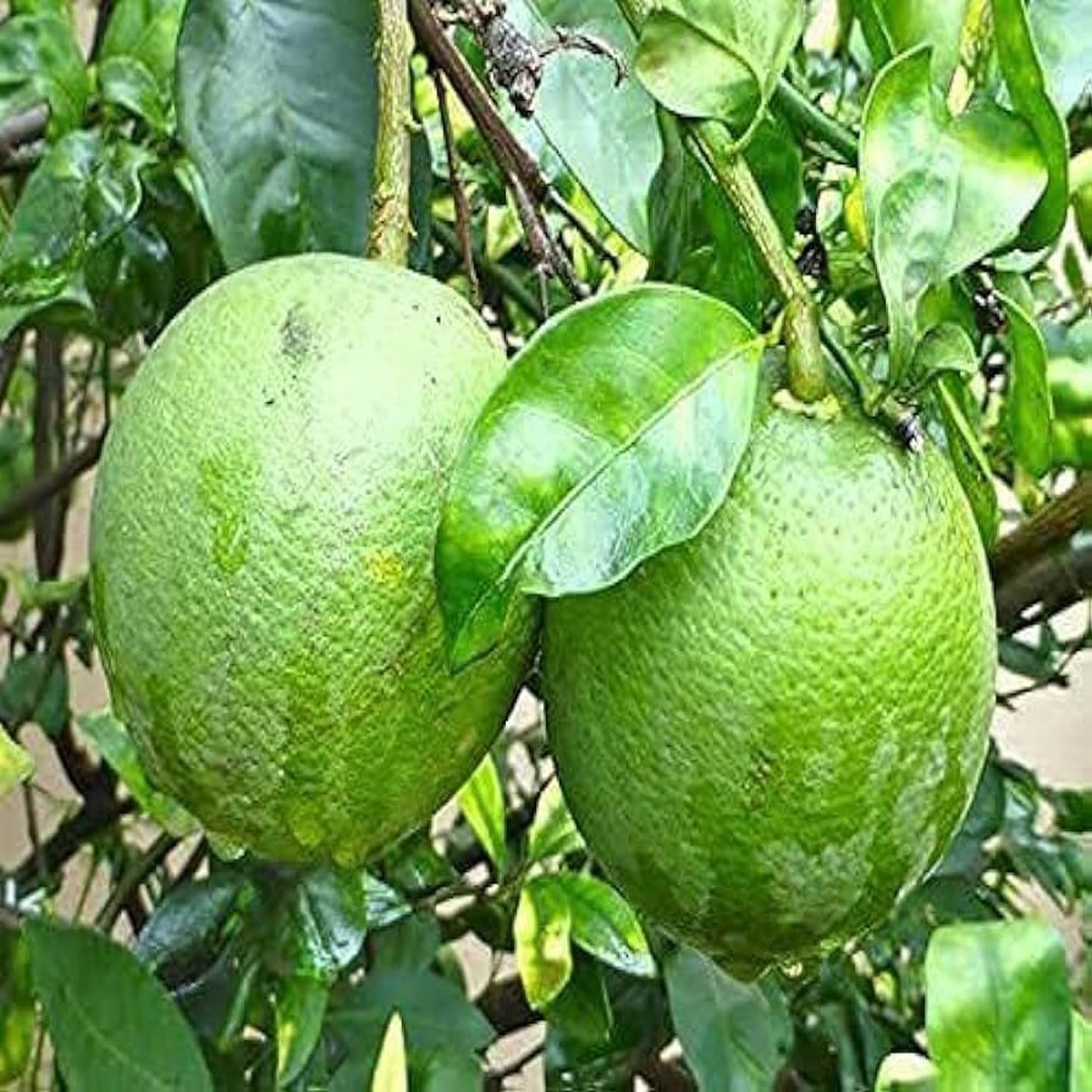 Sathgudi Mosambi Grafted Fruit Plant (1.5-2 Feet Height)