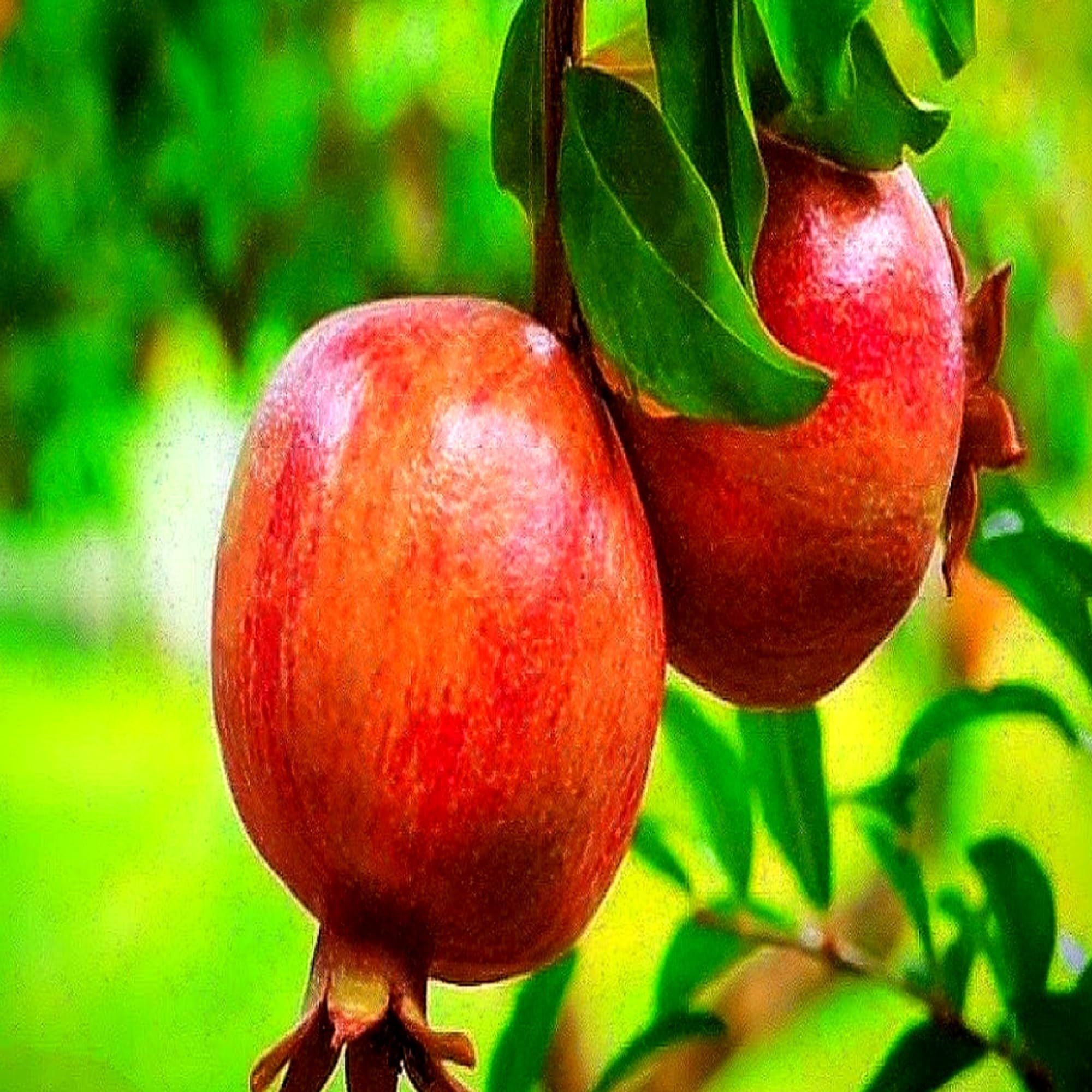 Super Bhagwa Pomegranate Anar Layering/Grafted Fruit Plant (1.5-3 Feet Height)