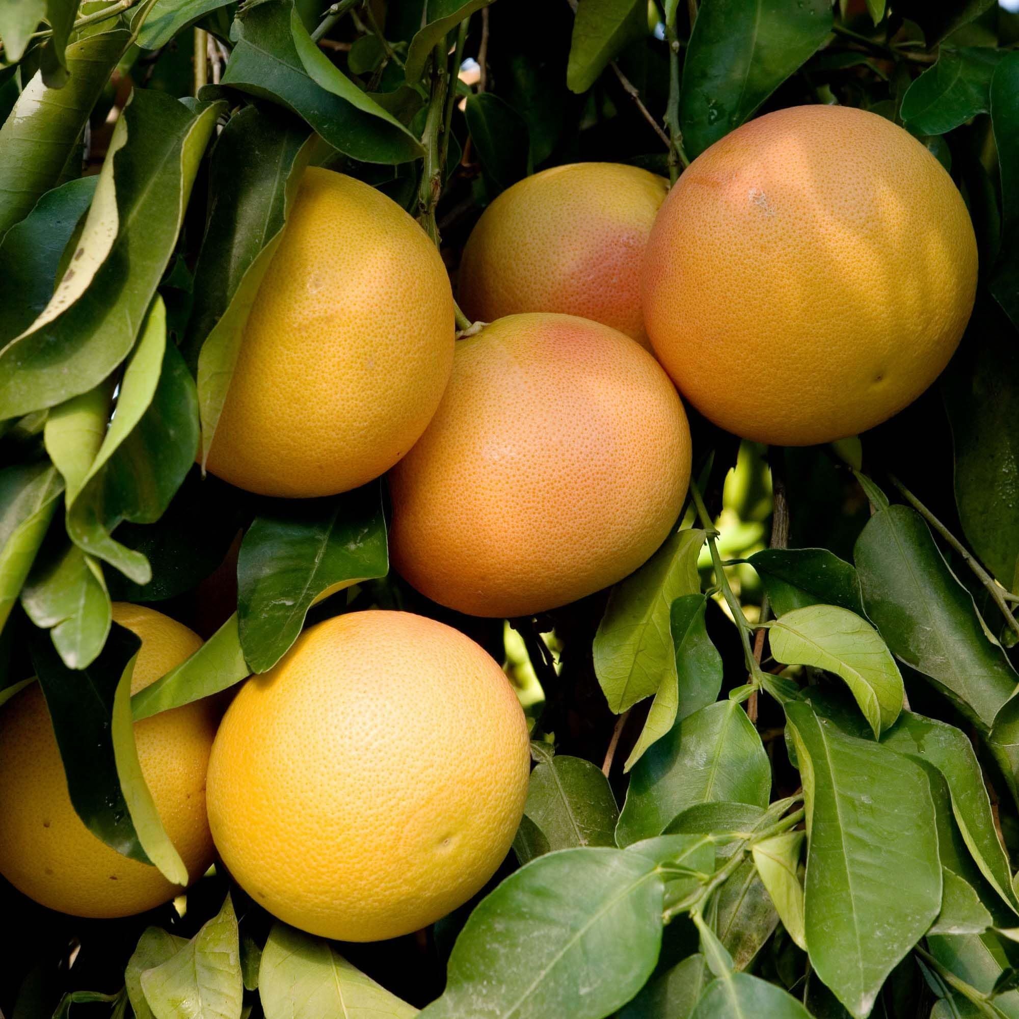 Golden Honey Pomelo Grapefruit Jambura Gaint Chakotra Batabi Lebu kambili Naranga Grafted Fruit Plant (1.5-3 Feet Height)