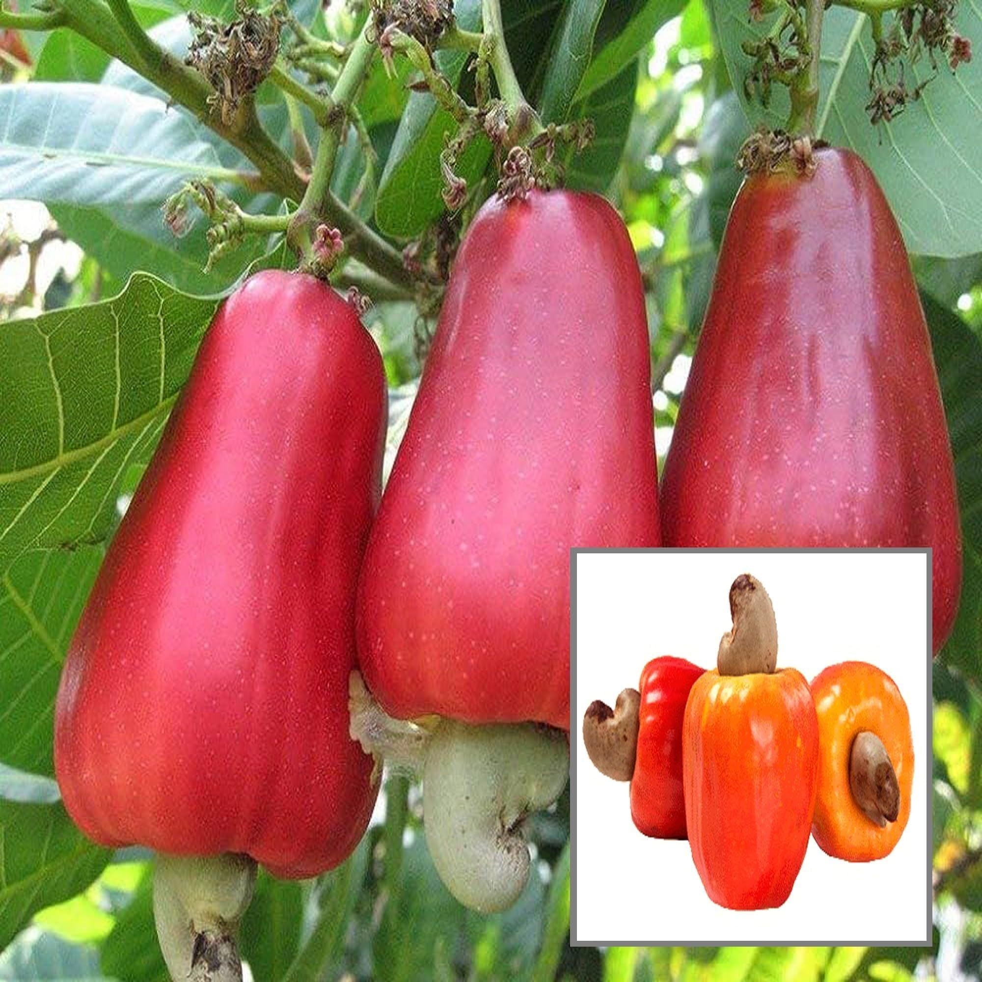 VRI 3 Kaju Cashew Nut Anacardium Fruit Plant (1.5-3 Feet Height)