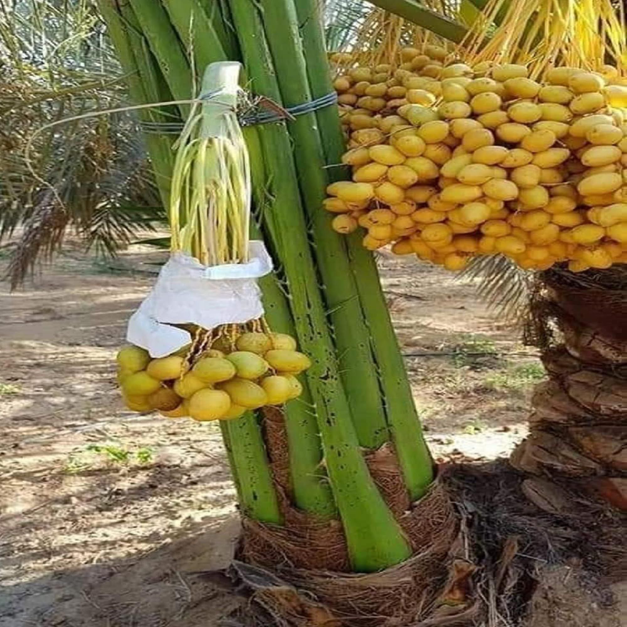 Amber Dates Palm Arabian Khurma Khajoor Dwarf Fruit Plant (1.5-3 Feet Height)