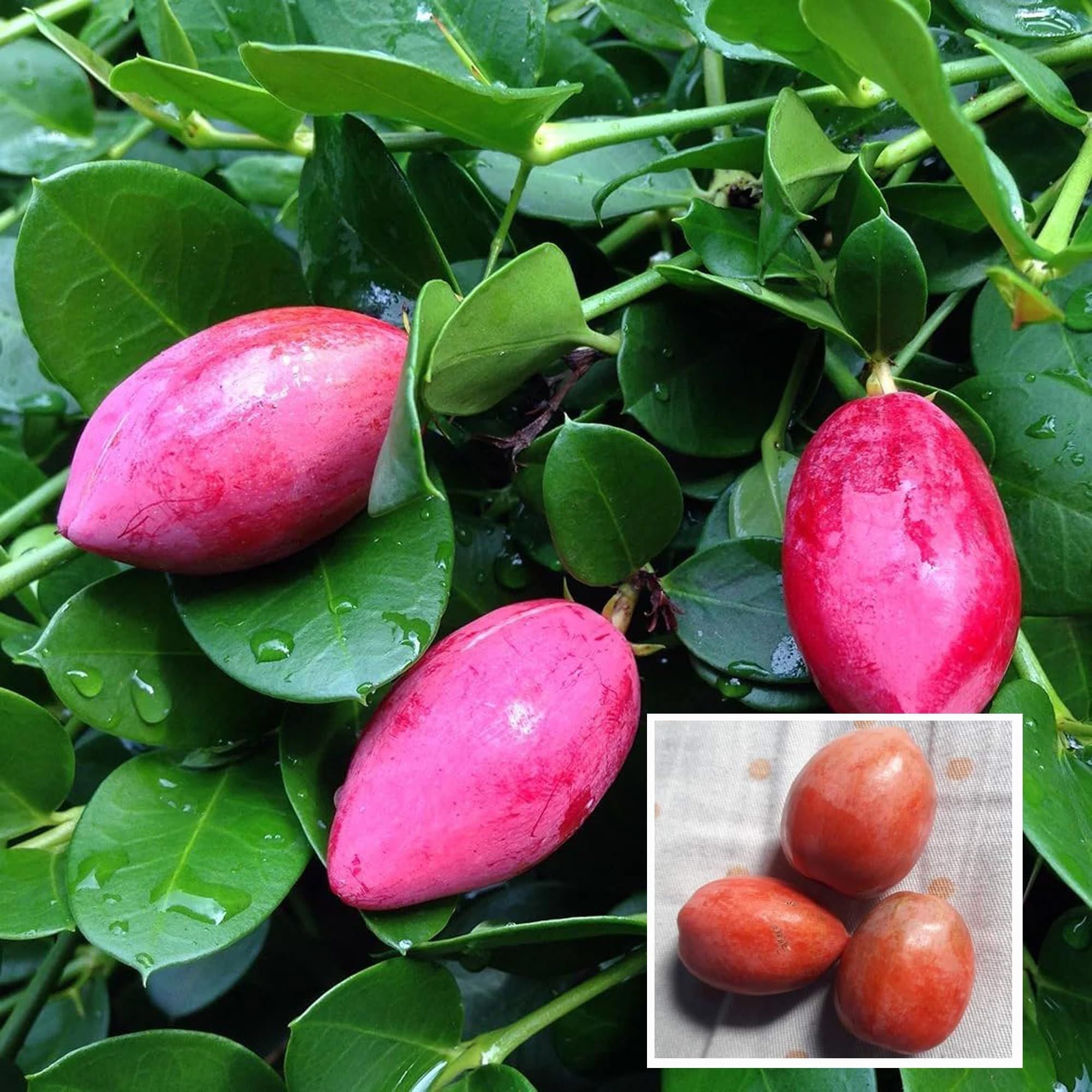 Thai Sweet Karonda Carissa Carandas Cherry Cherries Layering/Grafted Fruit Plant (1-2 Feet Height)