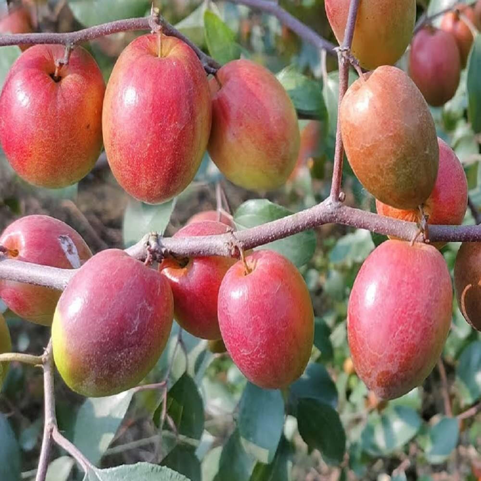 Red Sundari Apple Ber Jujube Kul Grafted Fruit Plant (1-2 Feet Height)