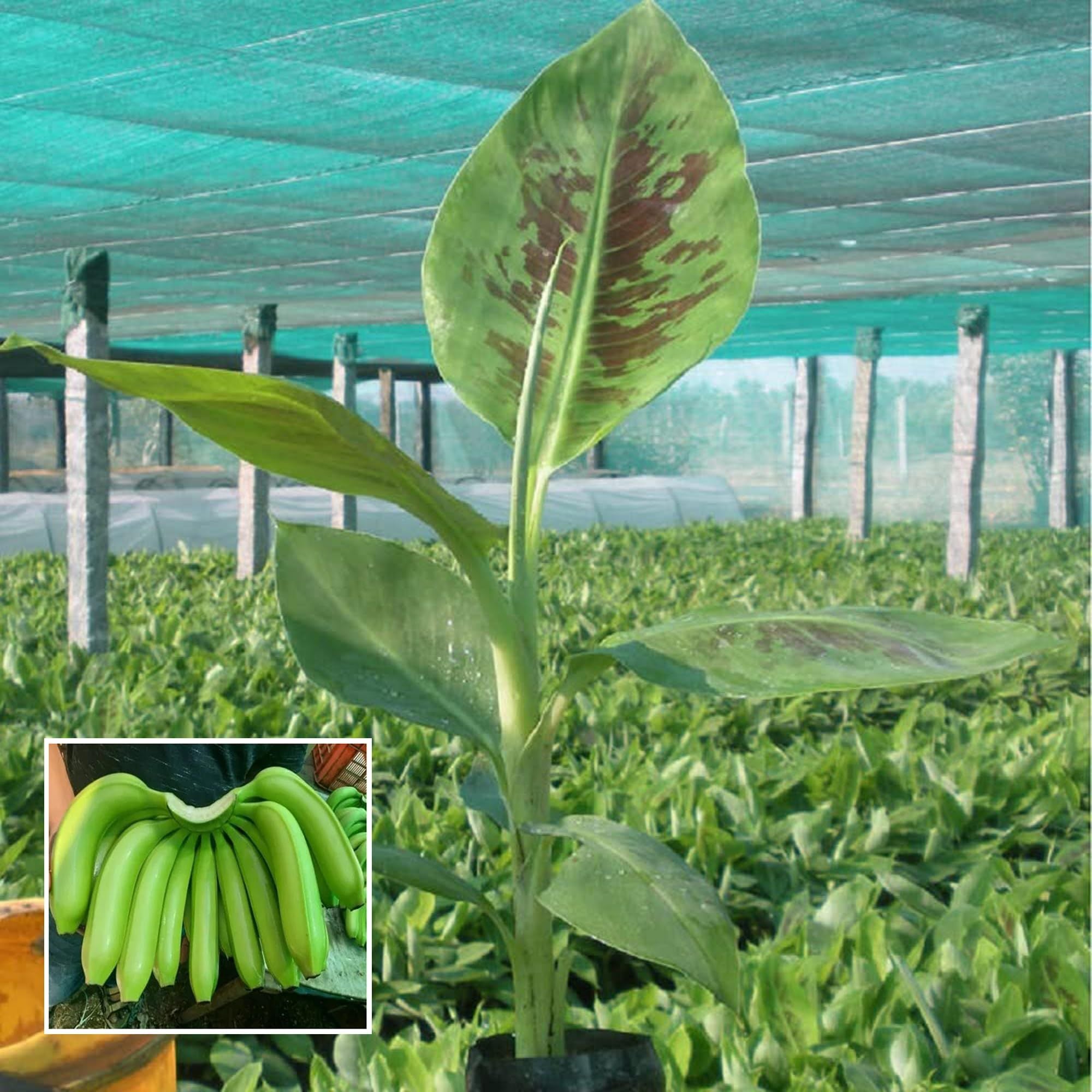 Grand Naine G9 Banana Tissue Cultured Fruit Fruit Plant (1.5-2 Feet Height)