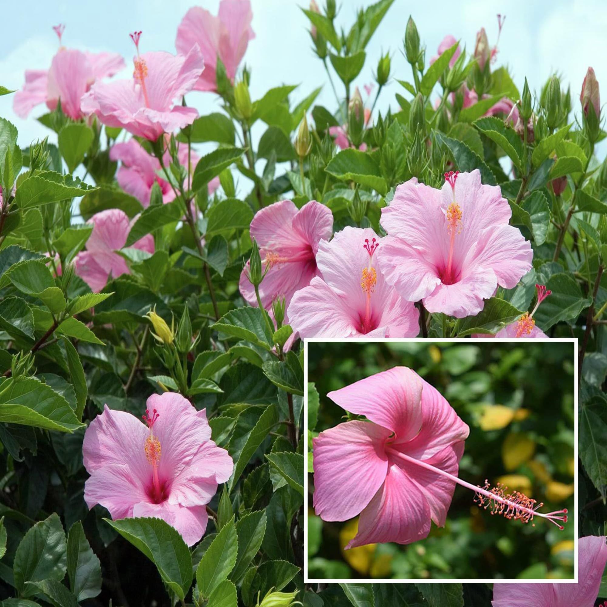 Pink Colour Hibiscus Joba Gudhal Flower Plant (1-2 Feet Height)