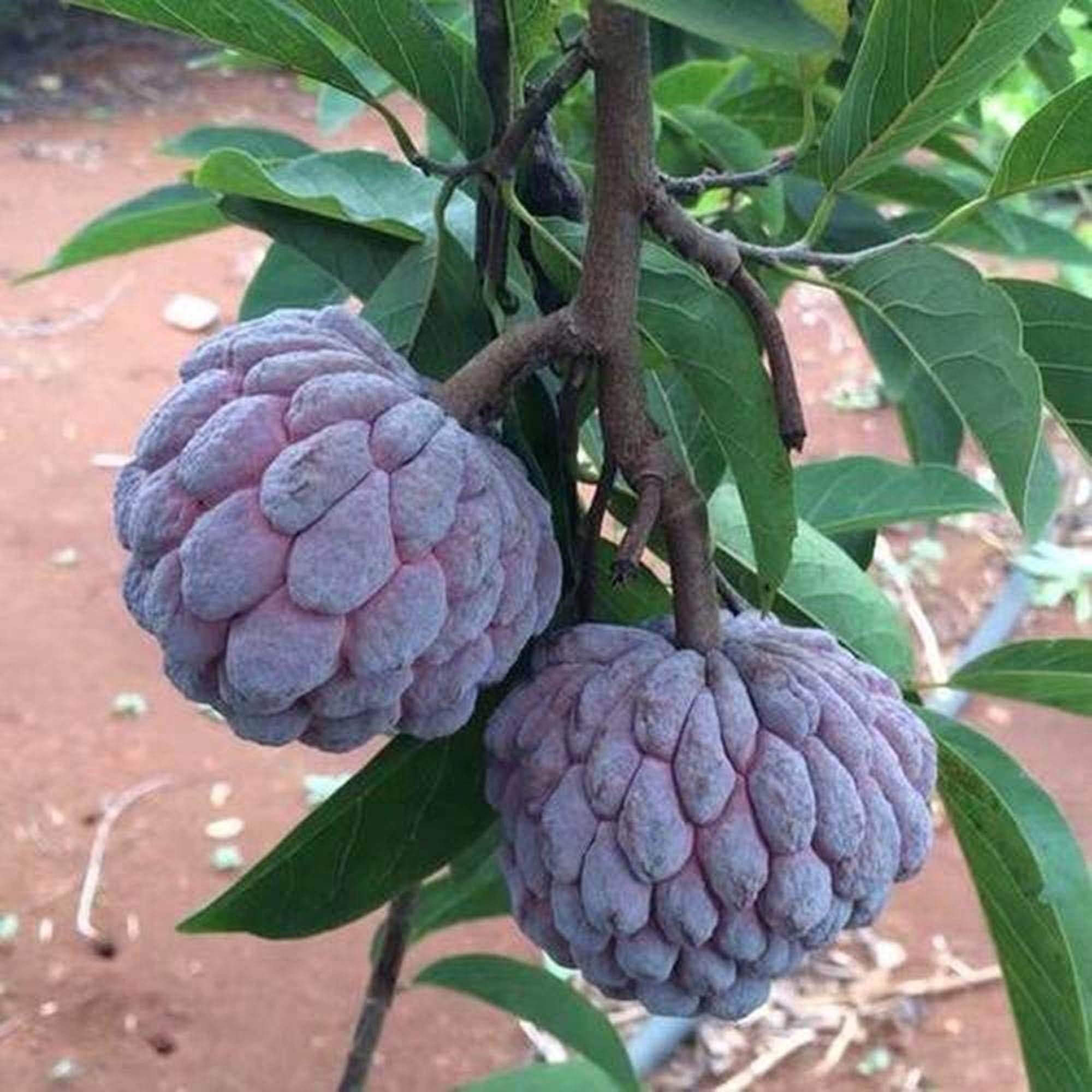Red Custard Apple Sugar Apple Sitafal Ata Grafted Fruit Plant (1.5-3 Feet Height)