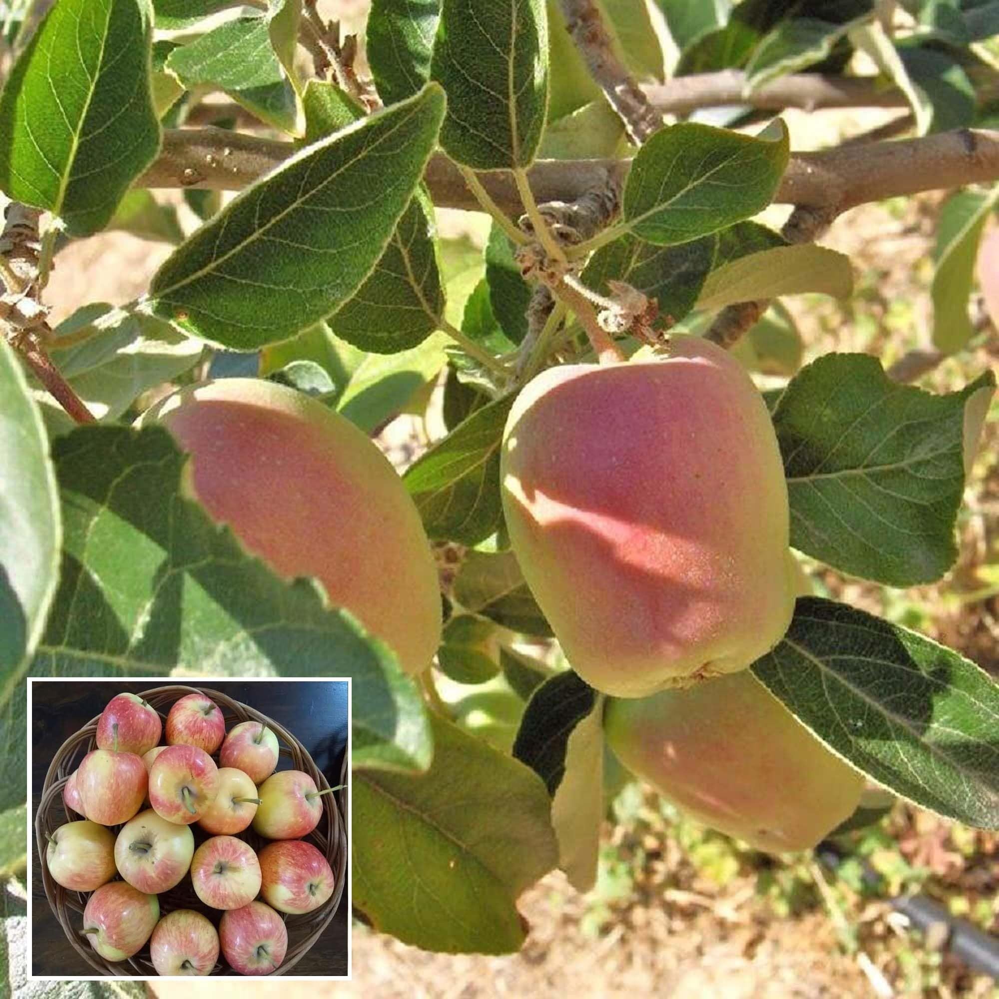 Red Anna Variety Low Chill Tropical Apple Seb Grafted Fruit Plant (1.5-3 Feet Height)