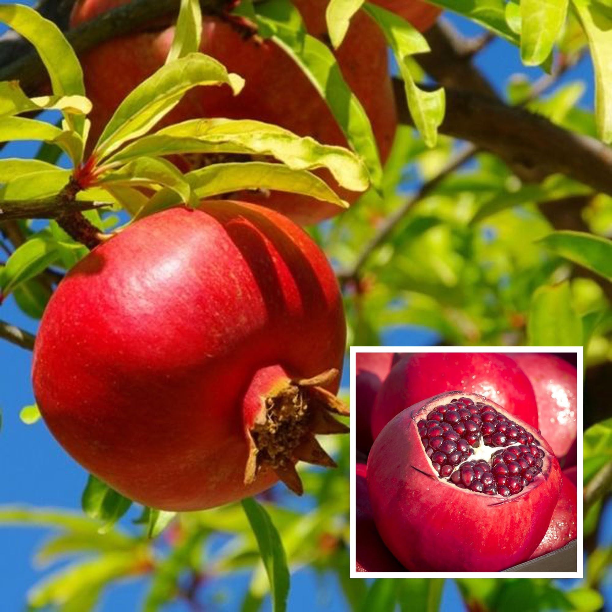 Ruby Hybrid Pomegranate Anar Layering/Grafted Fruit Plant (1.5-3 Feet Height)
