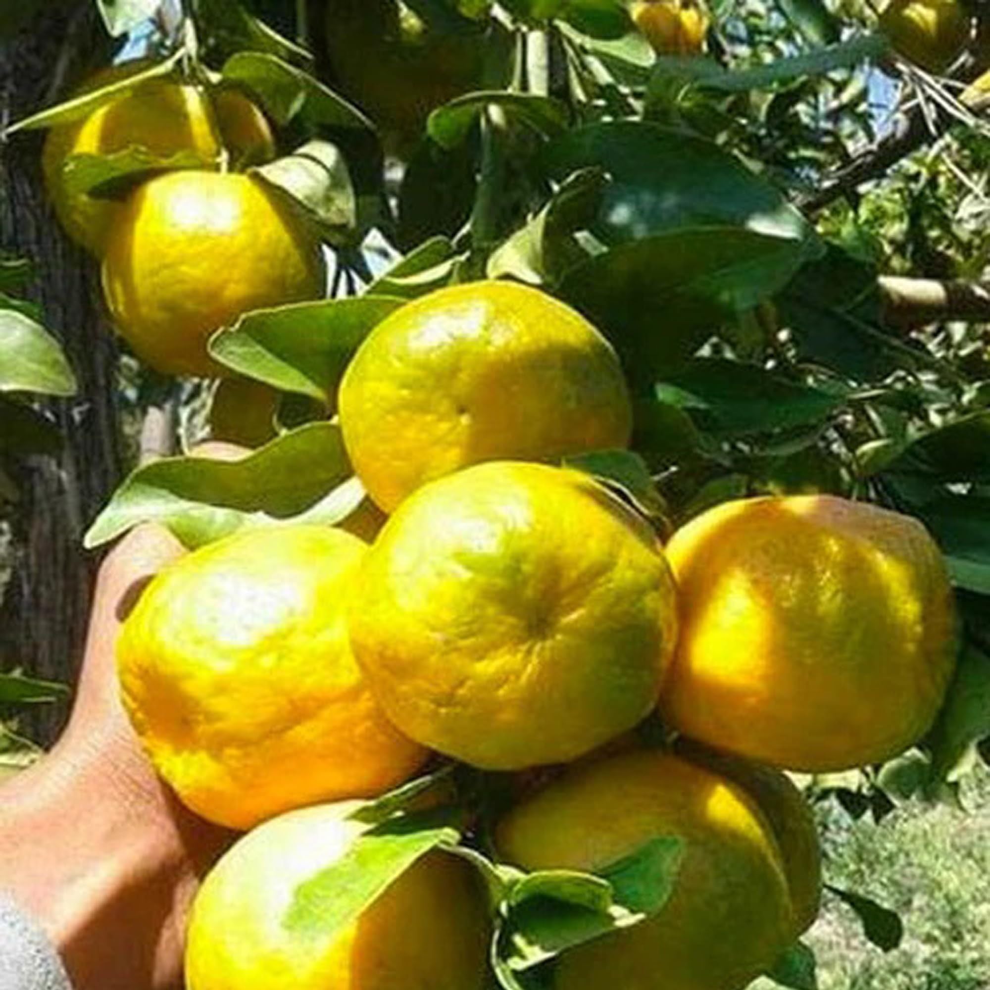 Nagpur Mandarin All Time Orange Santra Grafted Fruit Plant (1.5-2 Feet Height)