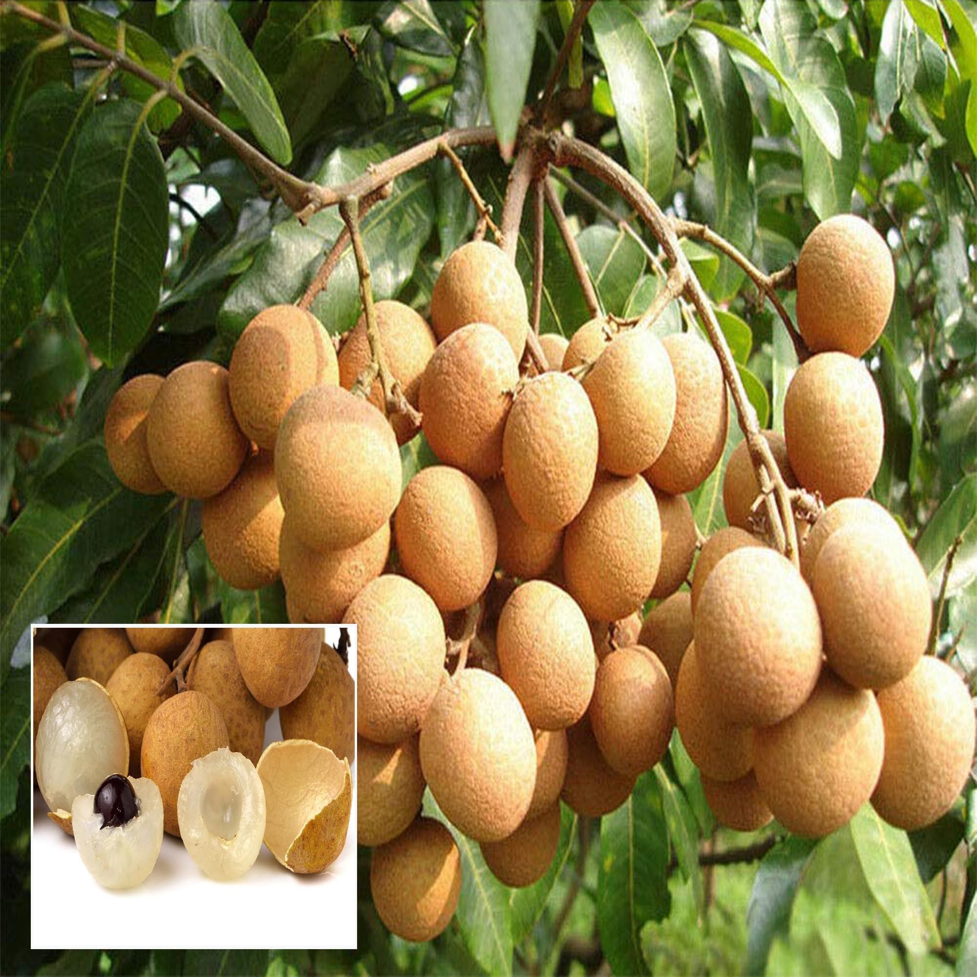 Kohala Hawaii Dragon Eye Longan Grafted Fruit Plant (1-2 Feet Height)