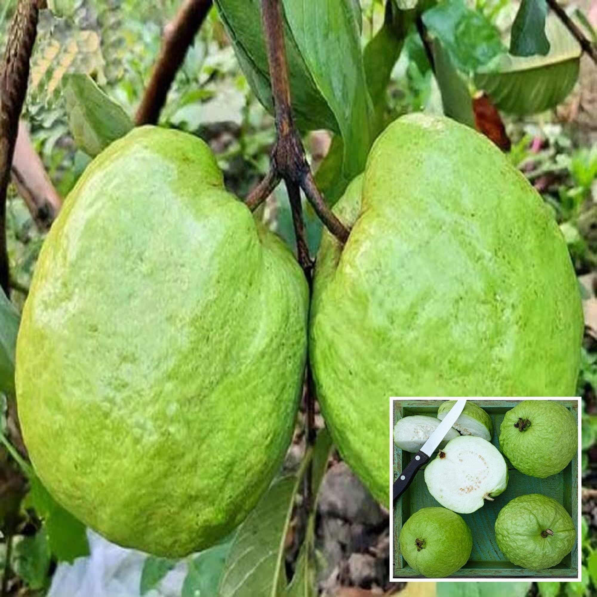 Super Kiran Thai 5 Guava Amrood Layering/Grafted Fruit Plant (1.5-3 Feet Height)