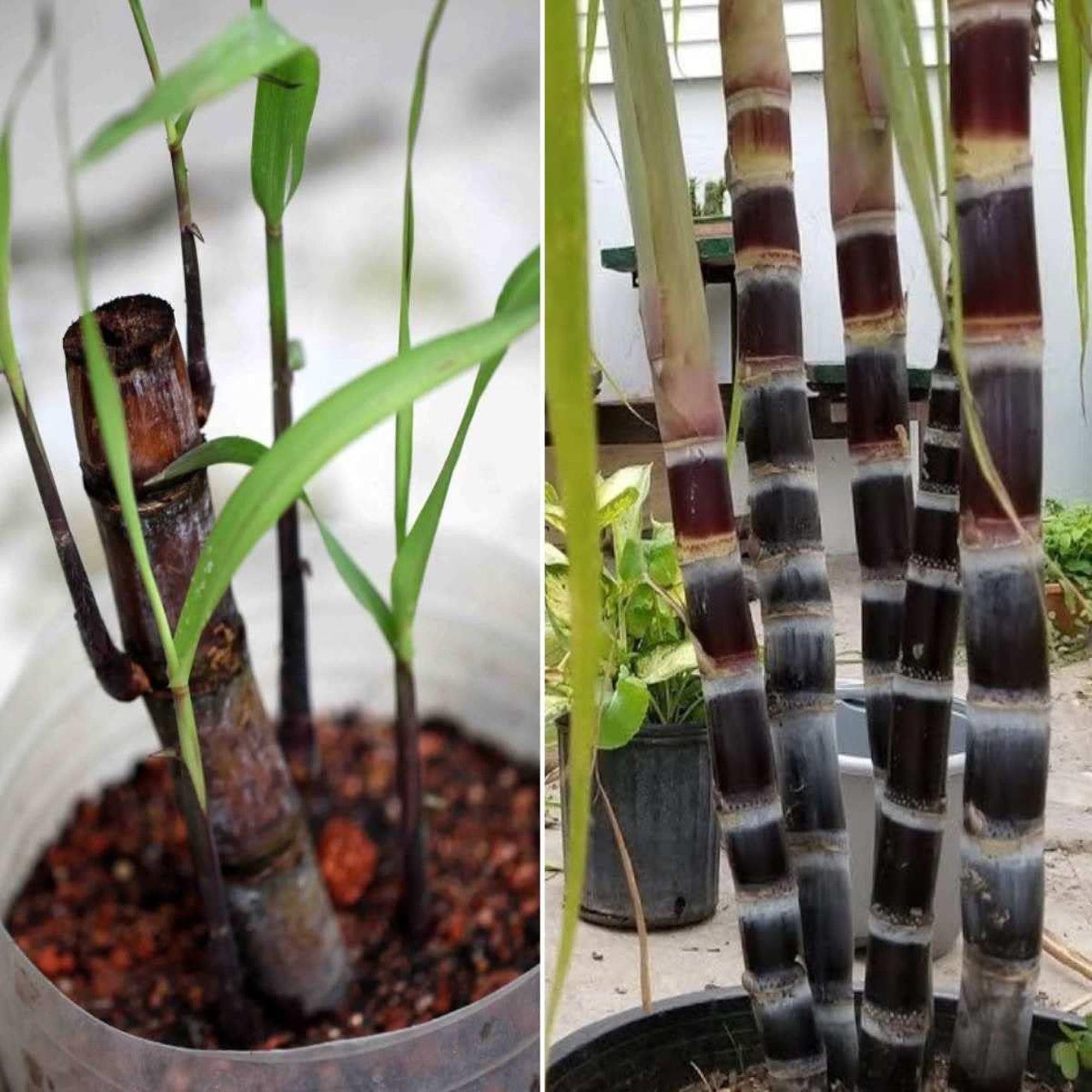 Soft Filipino Black Sugarcane Ganna Plant (1.5-3 Feet Height)