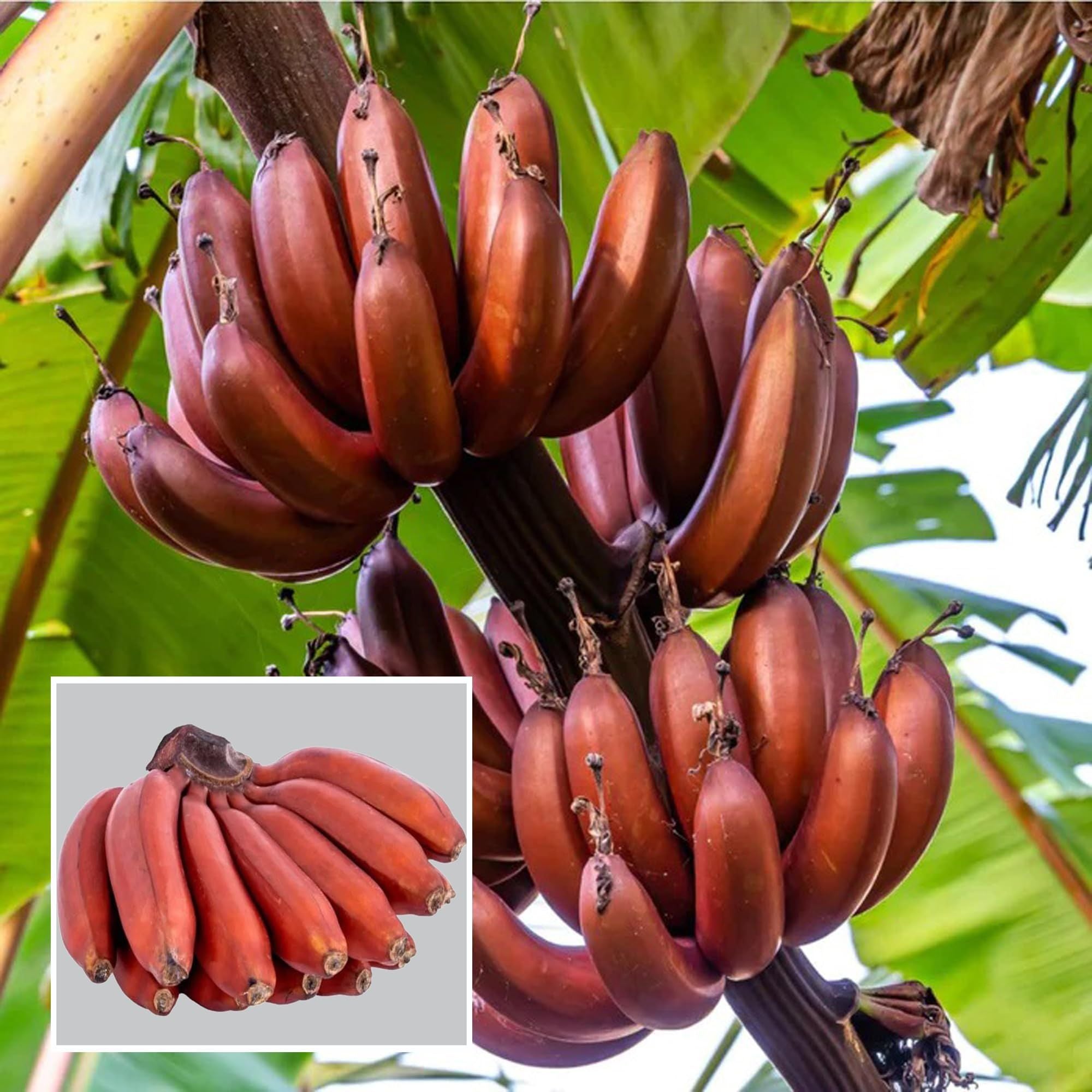 Red Banana Tissue Caltured Fruit Plant (1.5-2 Feet Height)