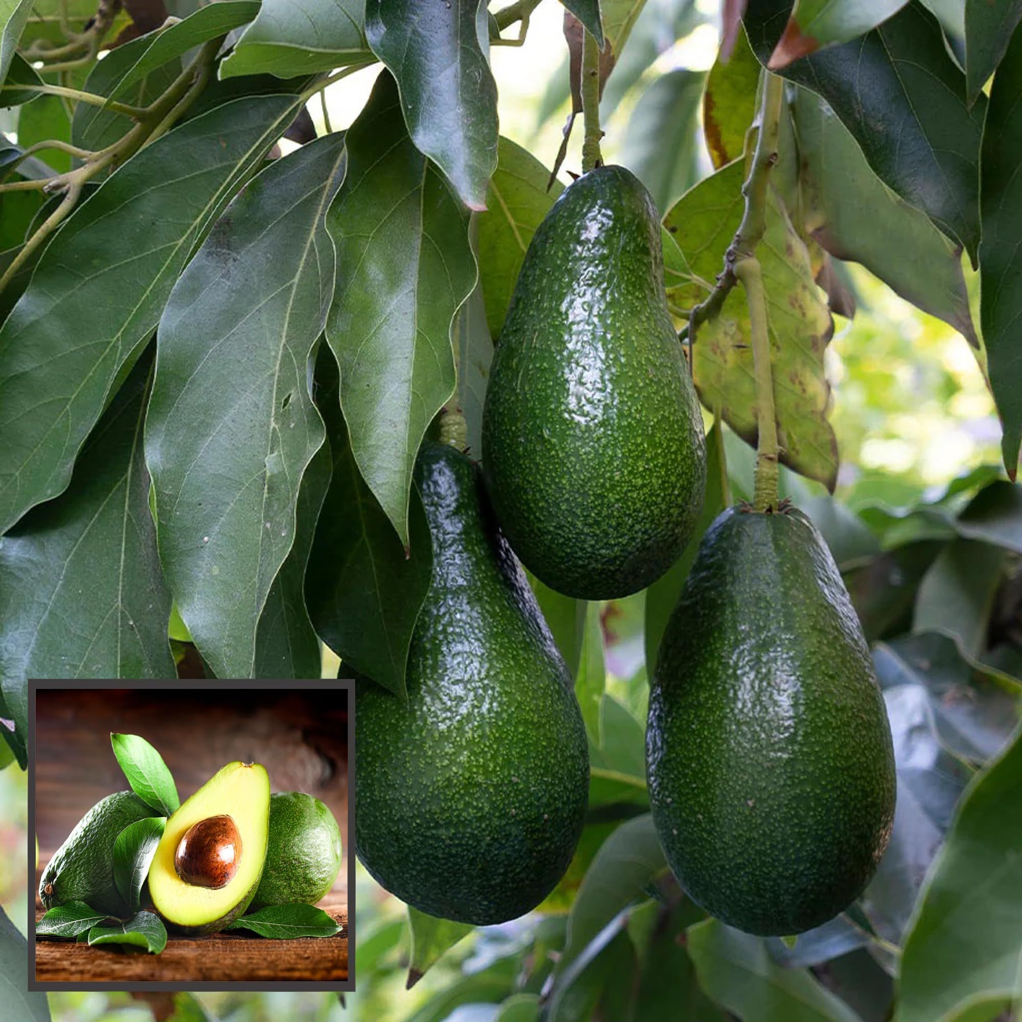 Hass Avocado Butter Fruit Grafted Plant (1.5-2 Feet Height)