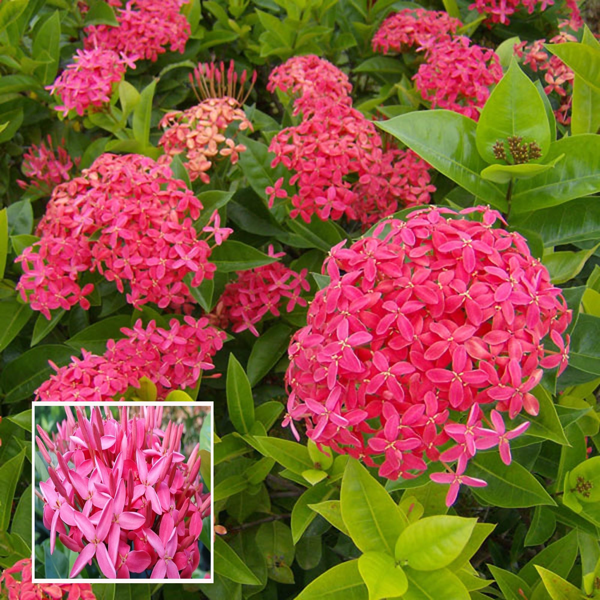 Pink Colour Ixora Rukmini Rangan Flower Shrubs Plant (1.5-3 Feet Height)