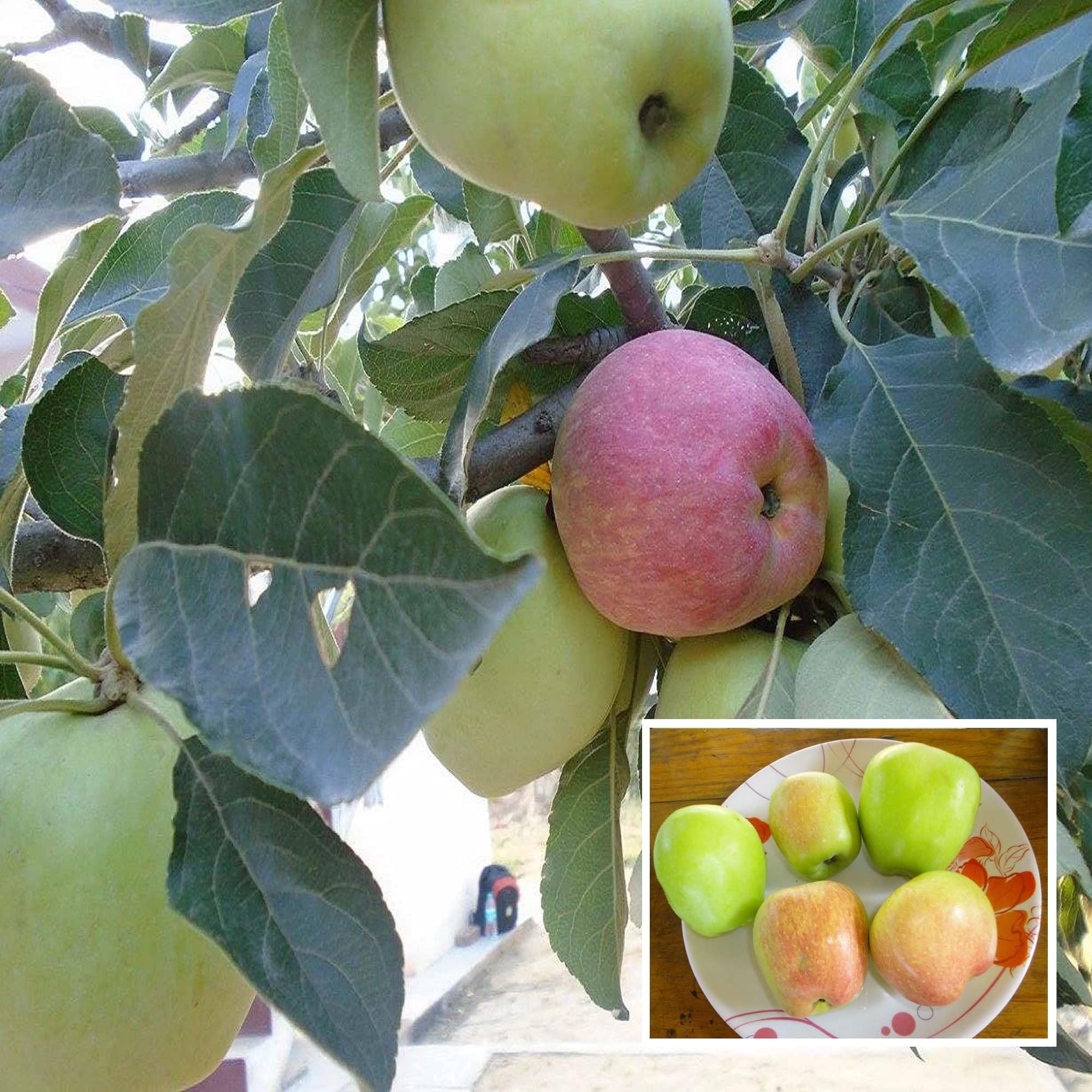 Hariman 99 Low Chill Tropical Apple Seb Grafted Fruit Plant (1.5-3 Feet Height)