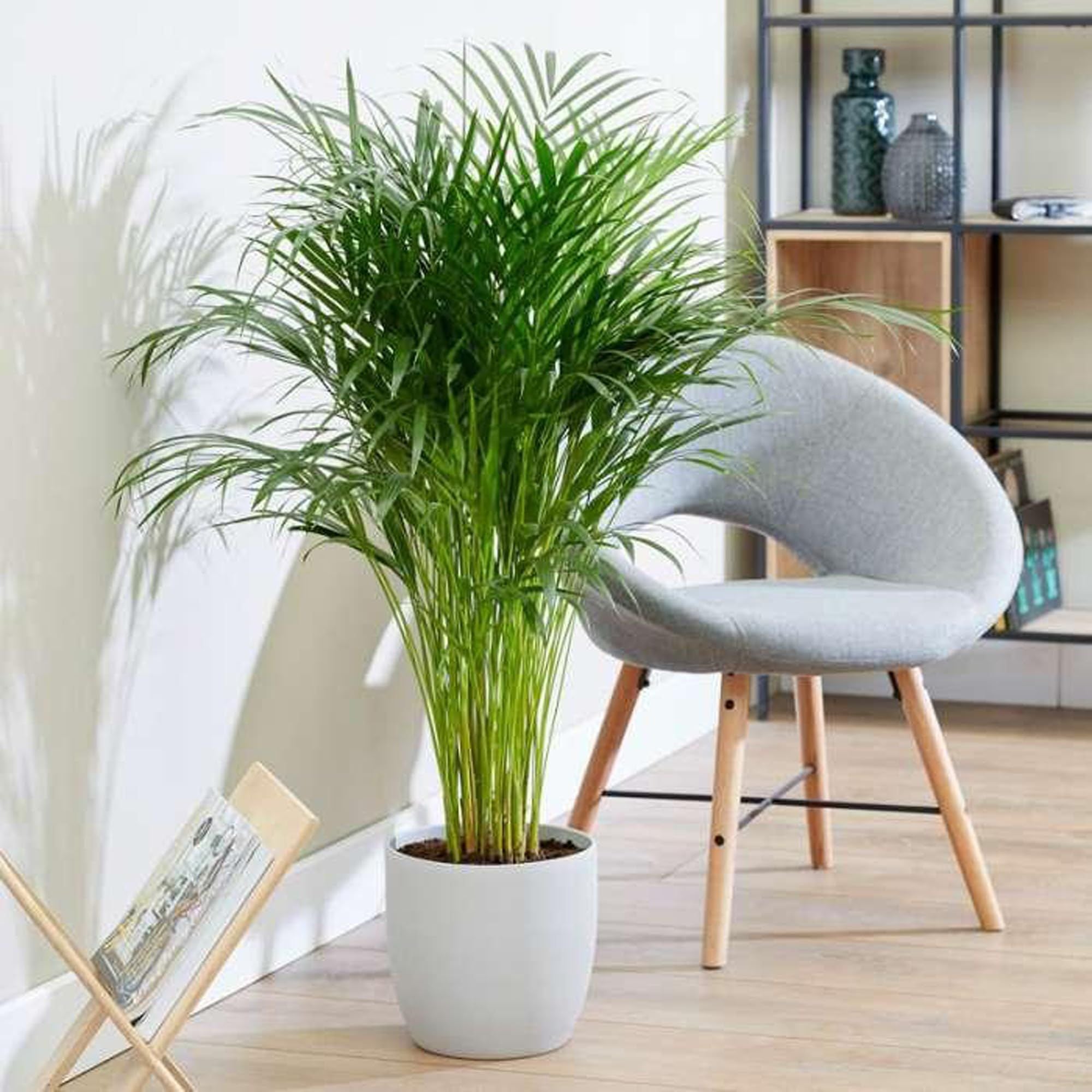 Areca Palm Air Purifier Ornamental Plant (1.5-3 Feet Height)