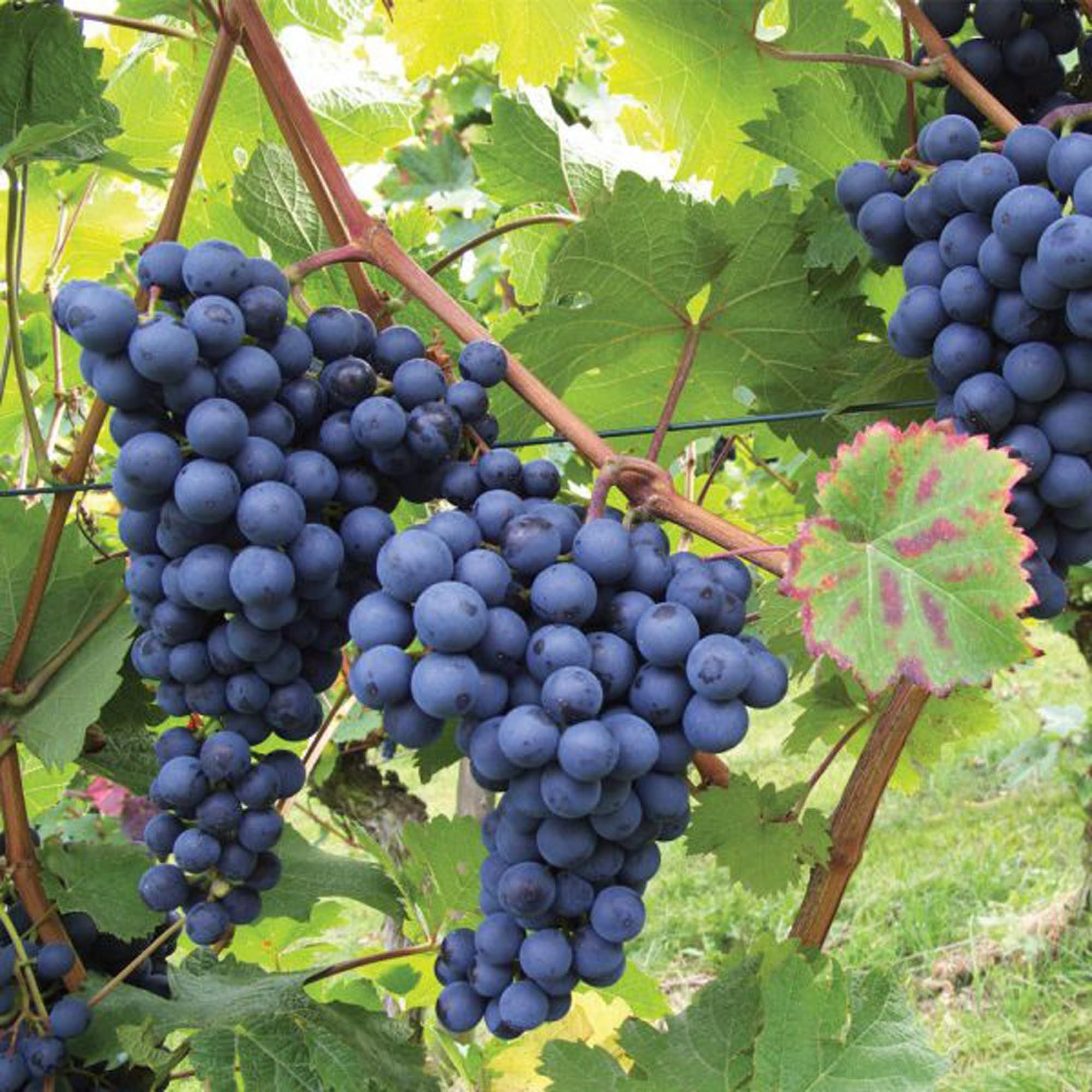 Black Grapes Angoor Layering/Grafted Fruit Plant