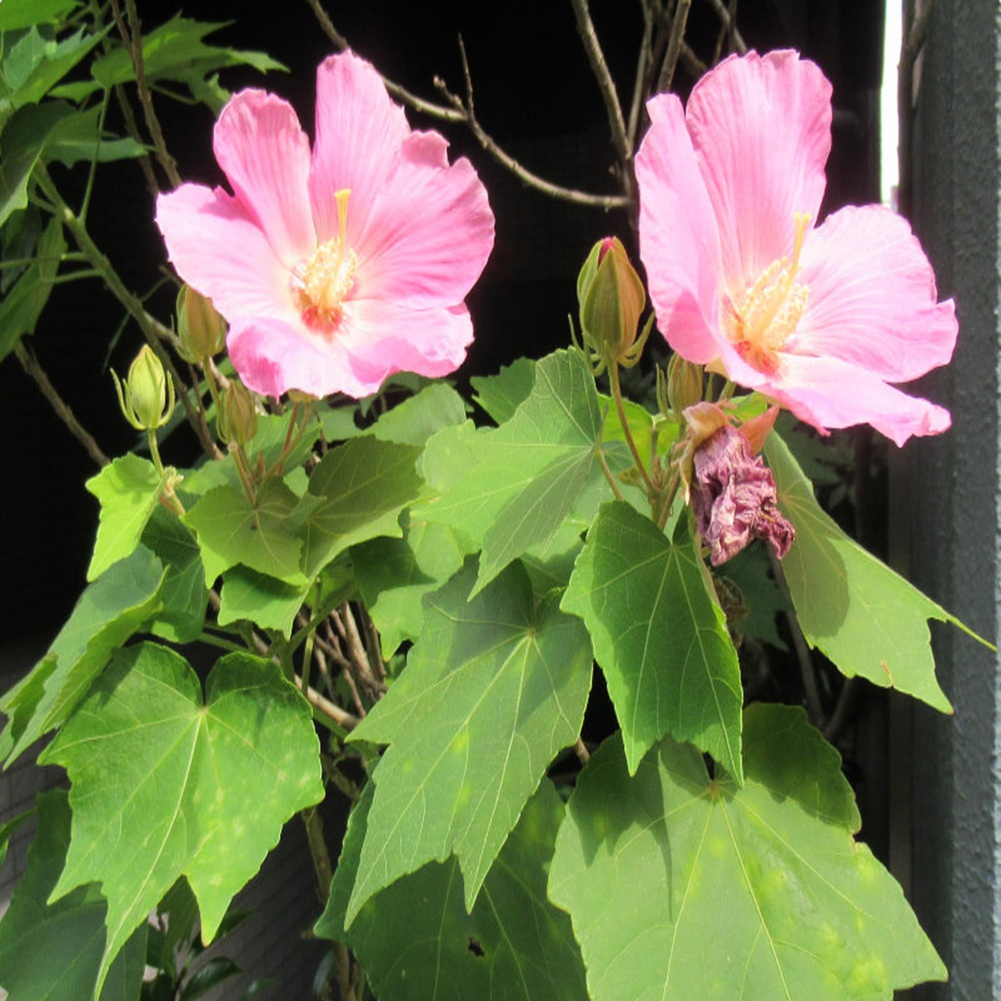 Single Petal All Time Cotton Rose land lotus Sthal Poddo Hibiscus Mutabilis Changeable Colour Flower Plant (1-2 Feet Height)