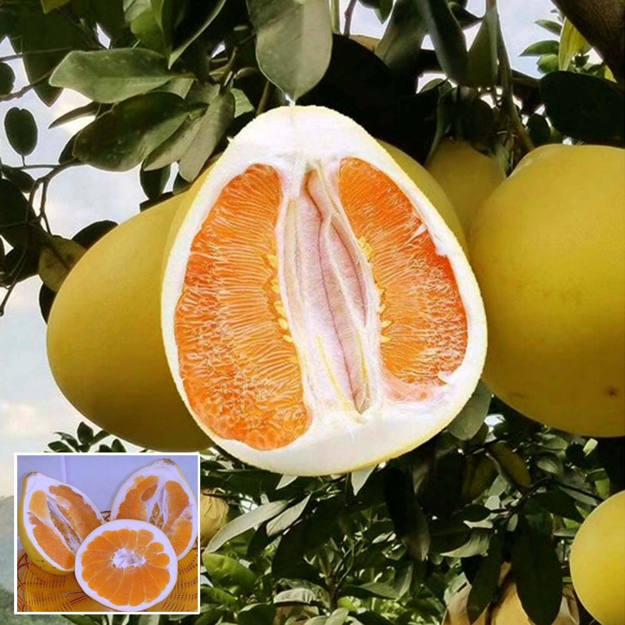 Golden Honey Pomelo Grapefruit Jambura Gaint Chakotra Batabi Lebu kambili Naranga Grafted Fruit Plant (1.5-3 Feet Height)