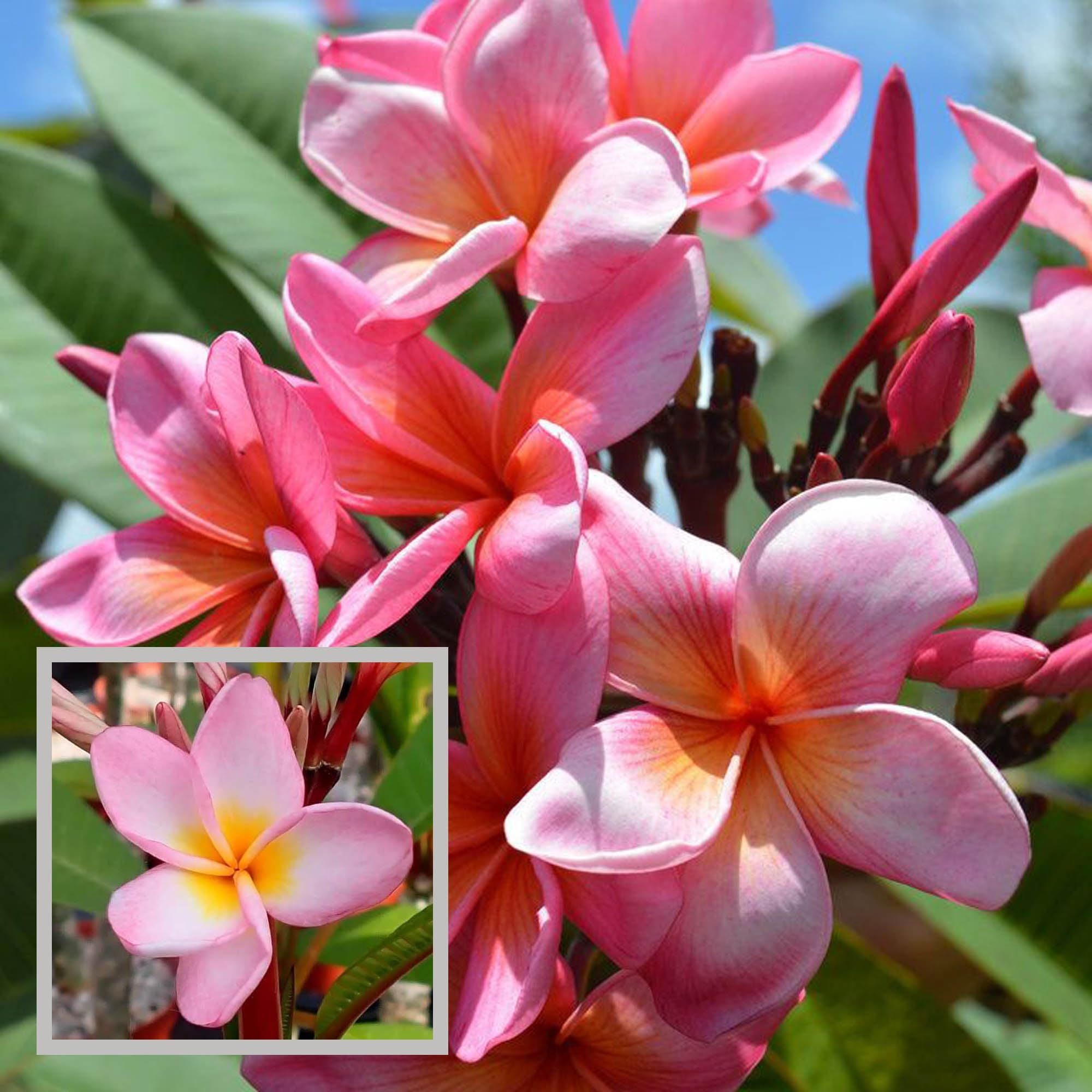 Pink Colour Kat Chapa Champa Plumeria Flower Plant (1-2 Feet Height)