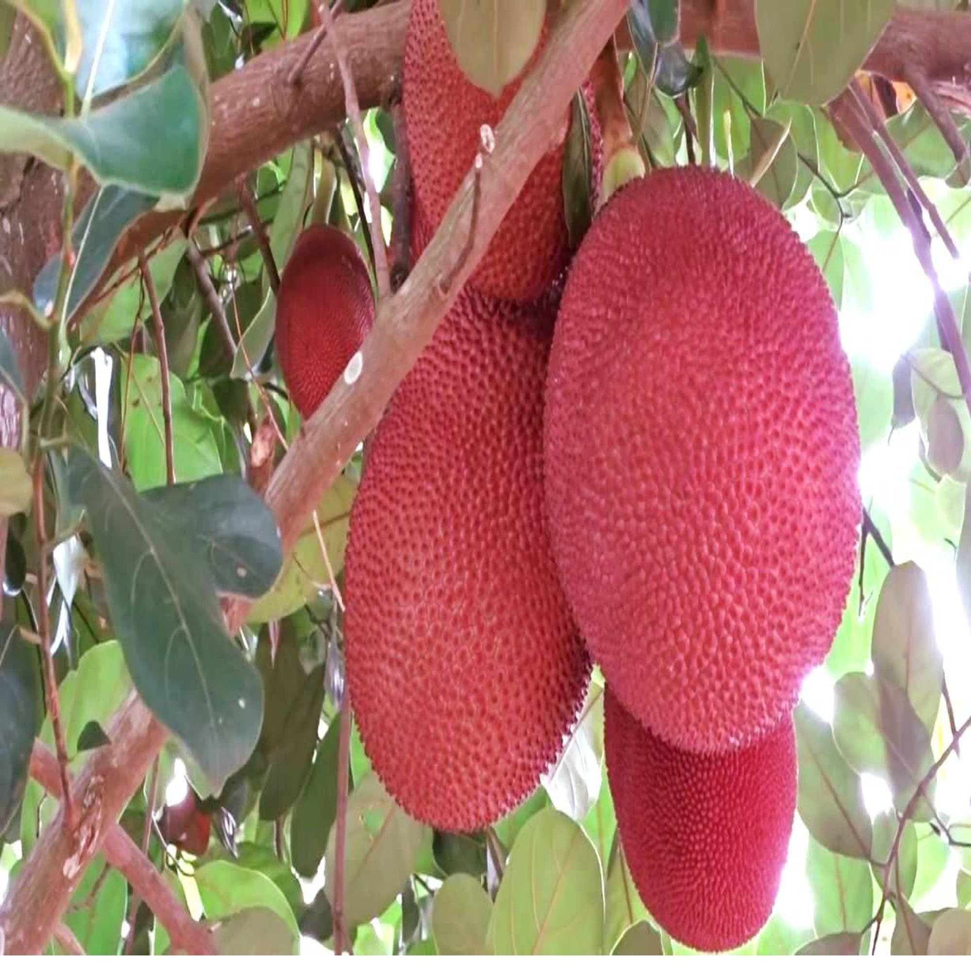 Thai Pink All Season Jackfruit Panasa Varikka Katahal Chakka Grafted Fruit Plant (1.5-3 Feet Height)
