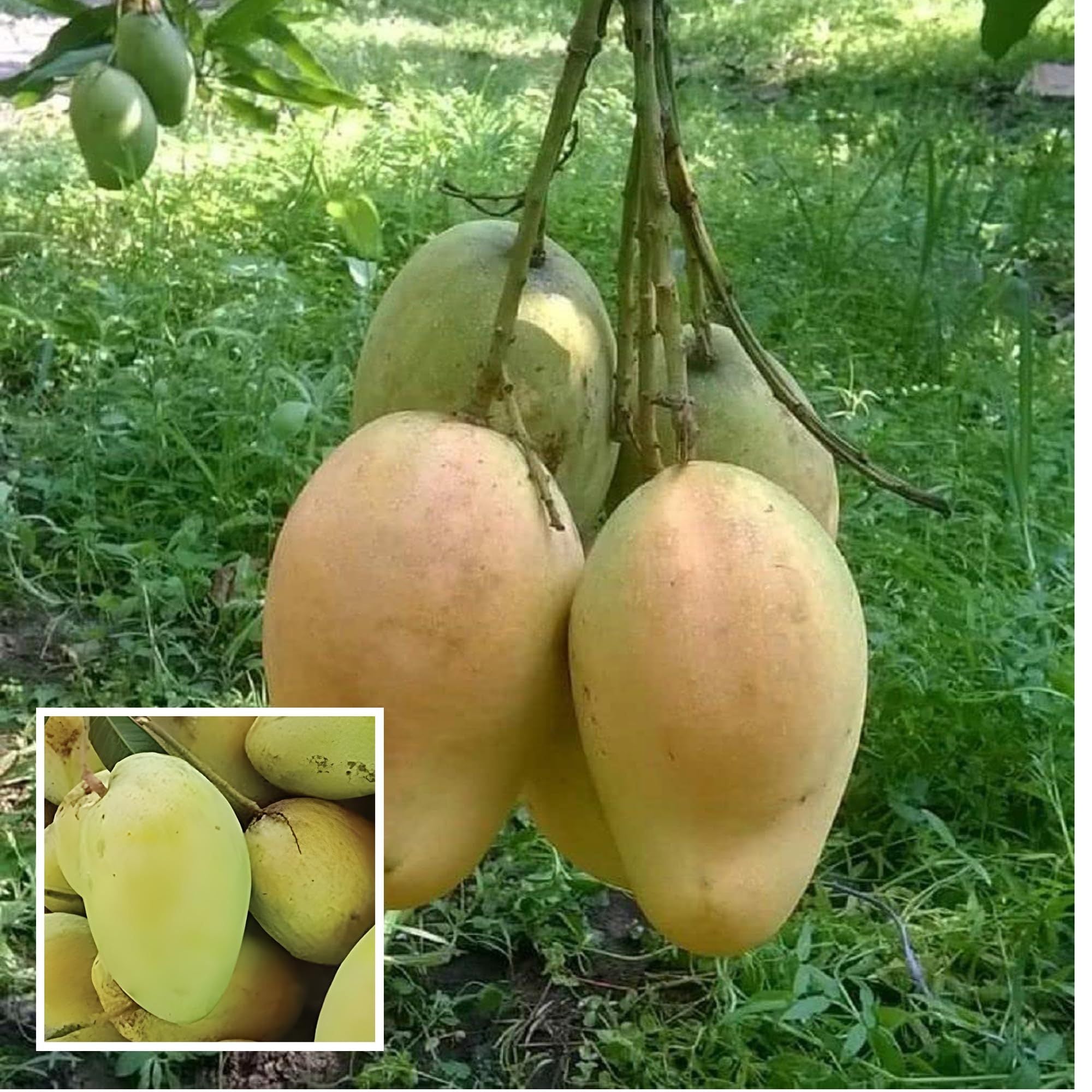 Bangladesh Bari 11 All Time Mango Aam Grafted Fruit Plant (1.5-3 Feet Height)
