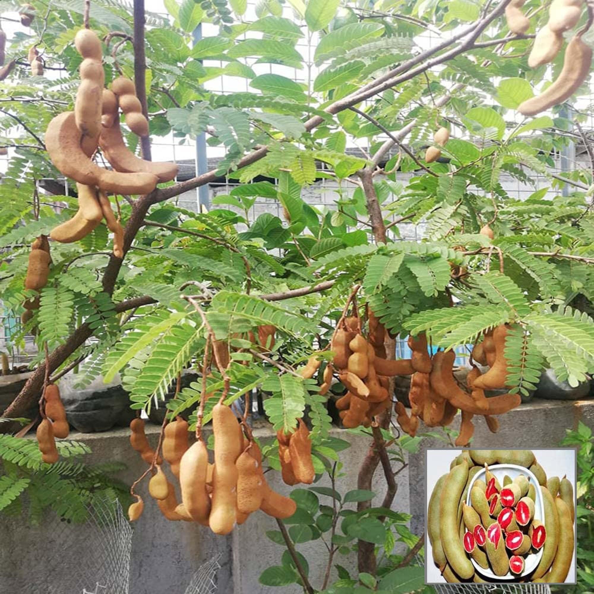 Red Sweet Tamarind Imli Grafted Fruit Plant (1.5-3 Feet Height)